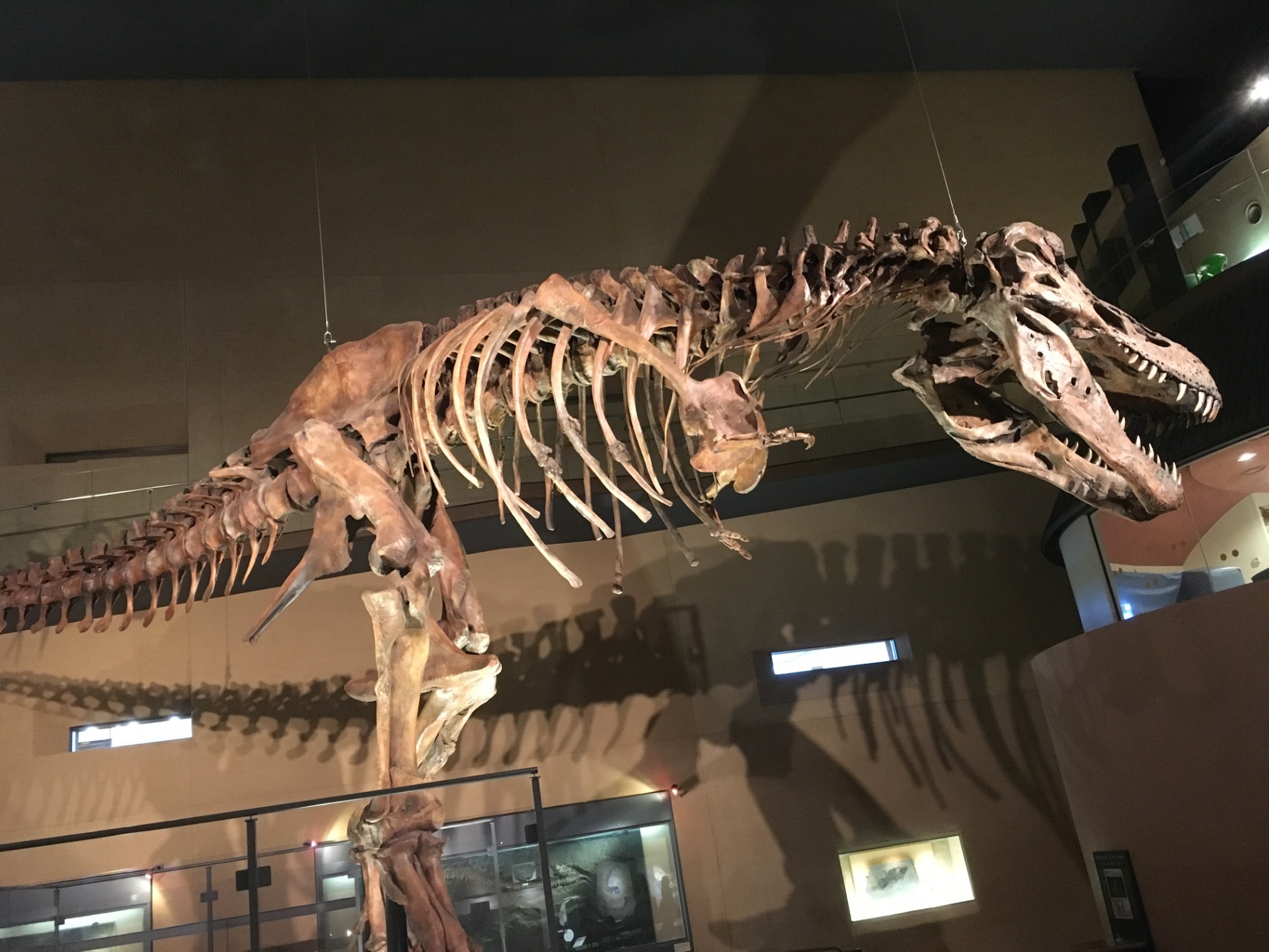 ティラノサウルス / 撮影地: 北九州市立いのちのたび博物館の写真