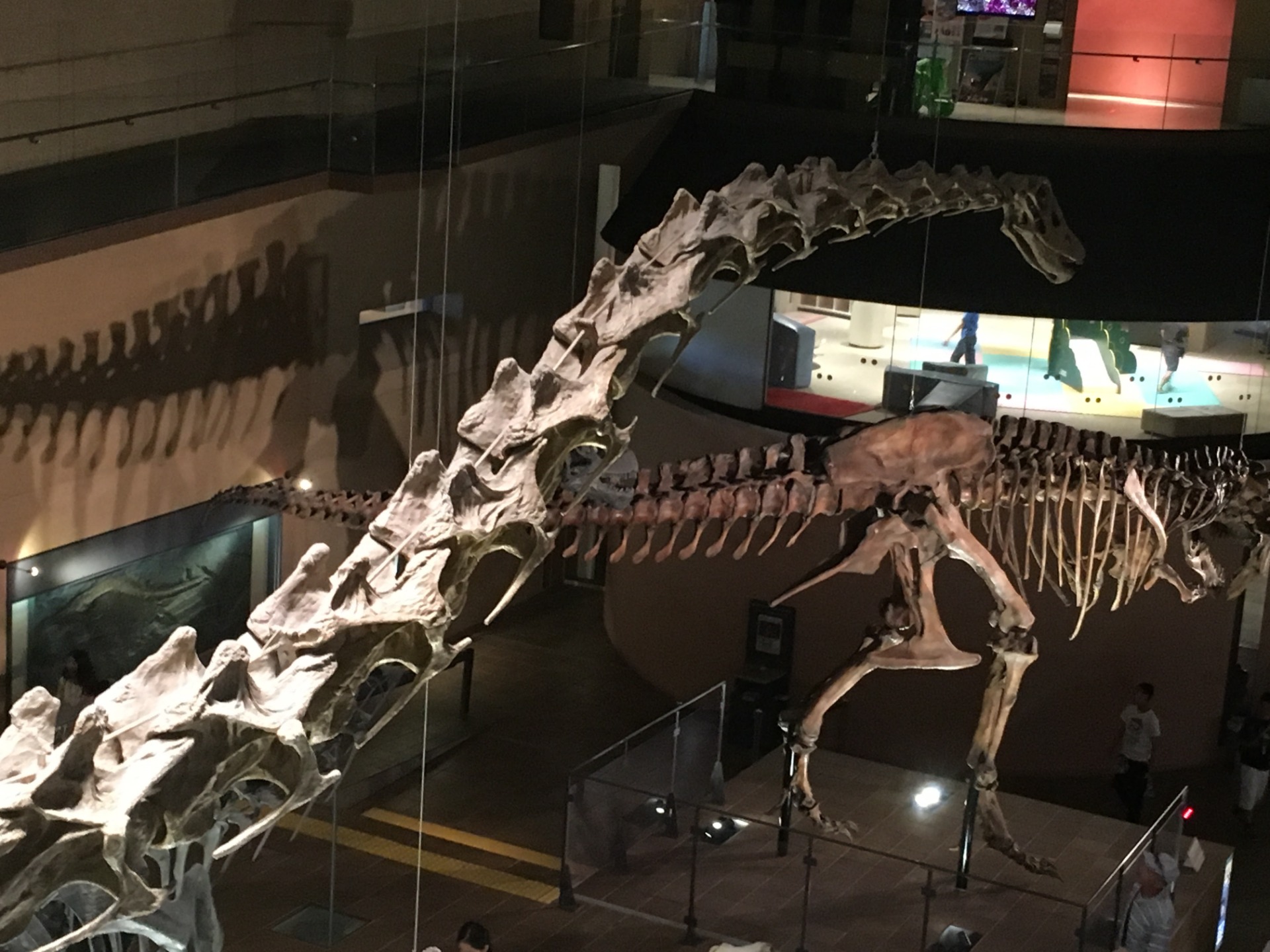 ディプロドクス / 撮影地: 北九州市立いのちのたび博物館の写真