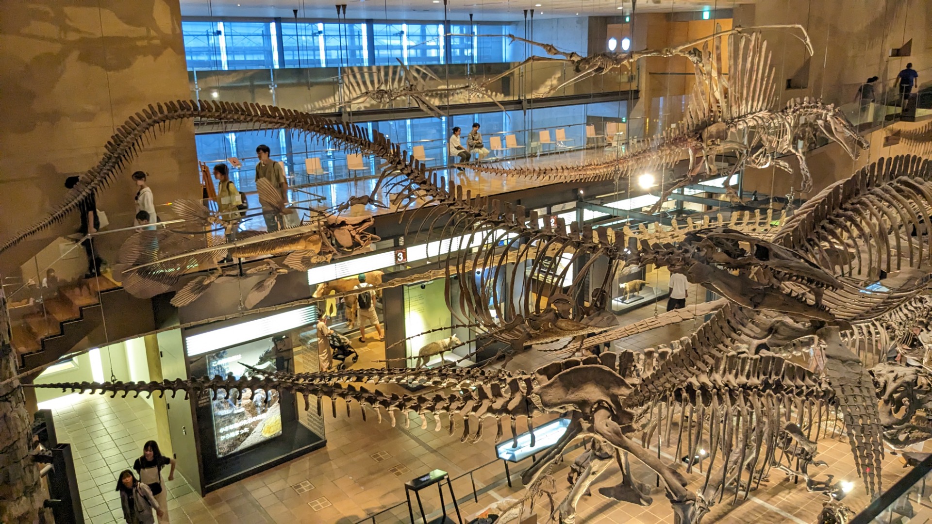 ティロサウルス / 撮影地: 北九州市立いのちのたび博物館の写真