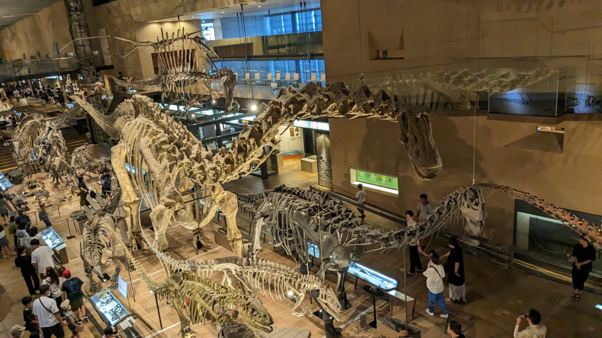 ディプロドクス / 撮影地: 北九州市立いのちのたび博物館の写真