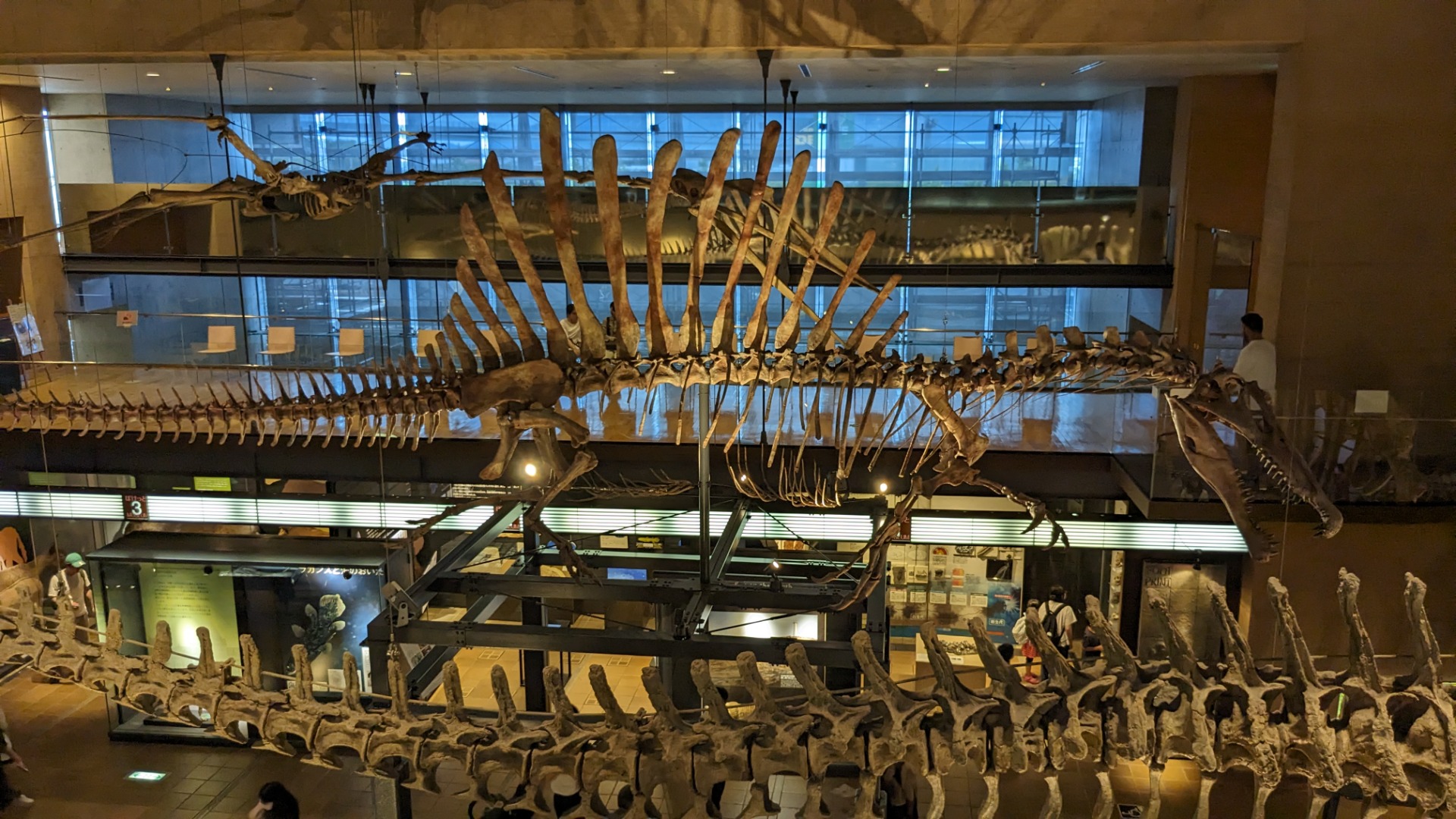 スピノサウルス / 撮影地: 北九州市立いのちのたび博物館の写真