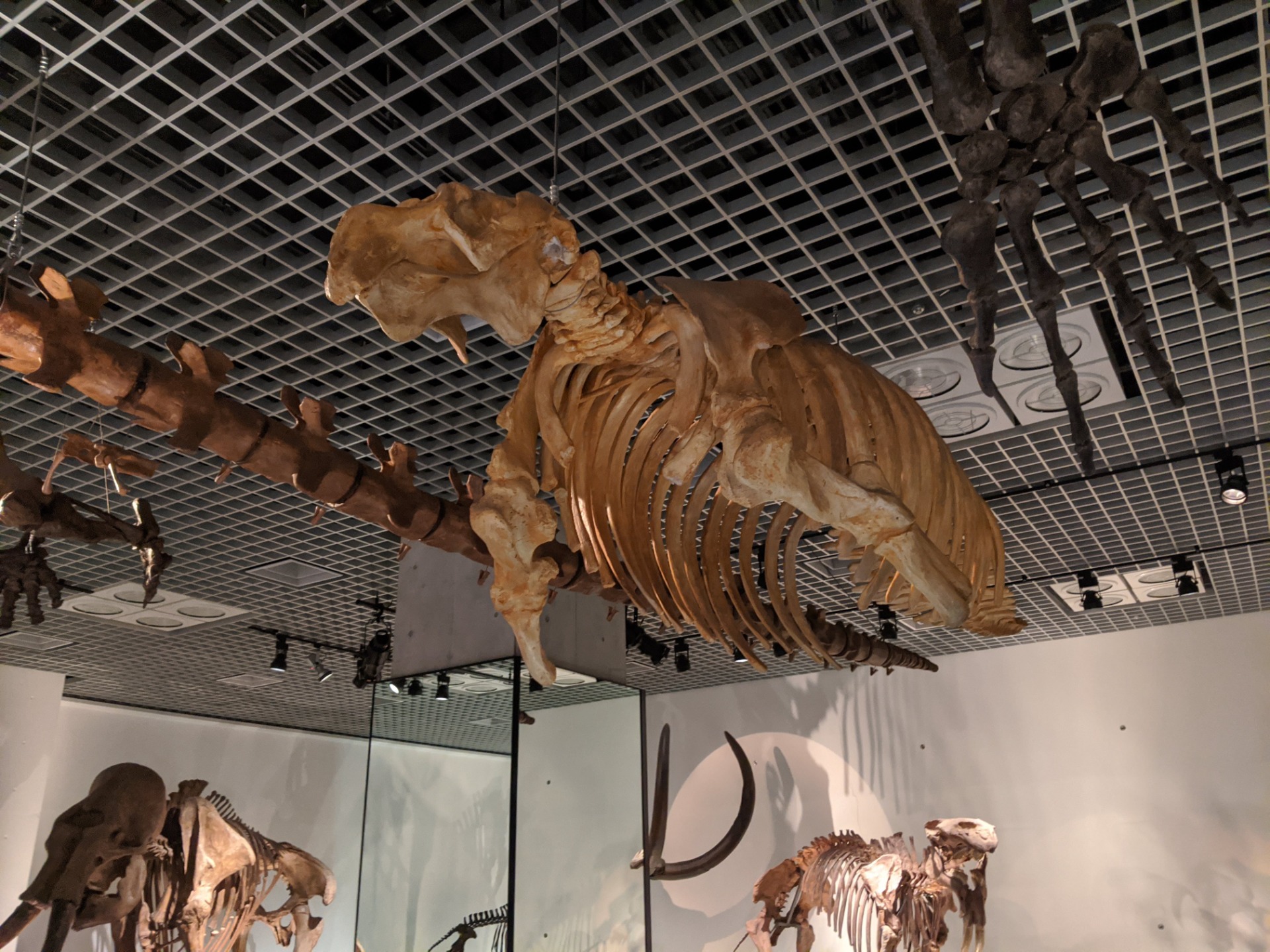 ステラーカイギュウ / 撮影地: 国立科学博物館の写真
