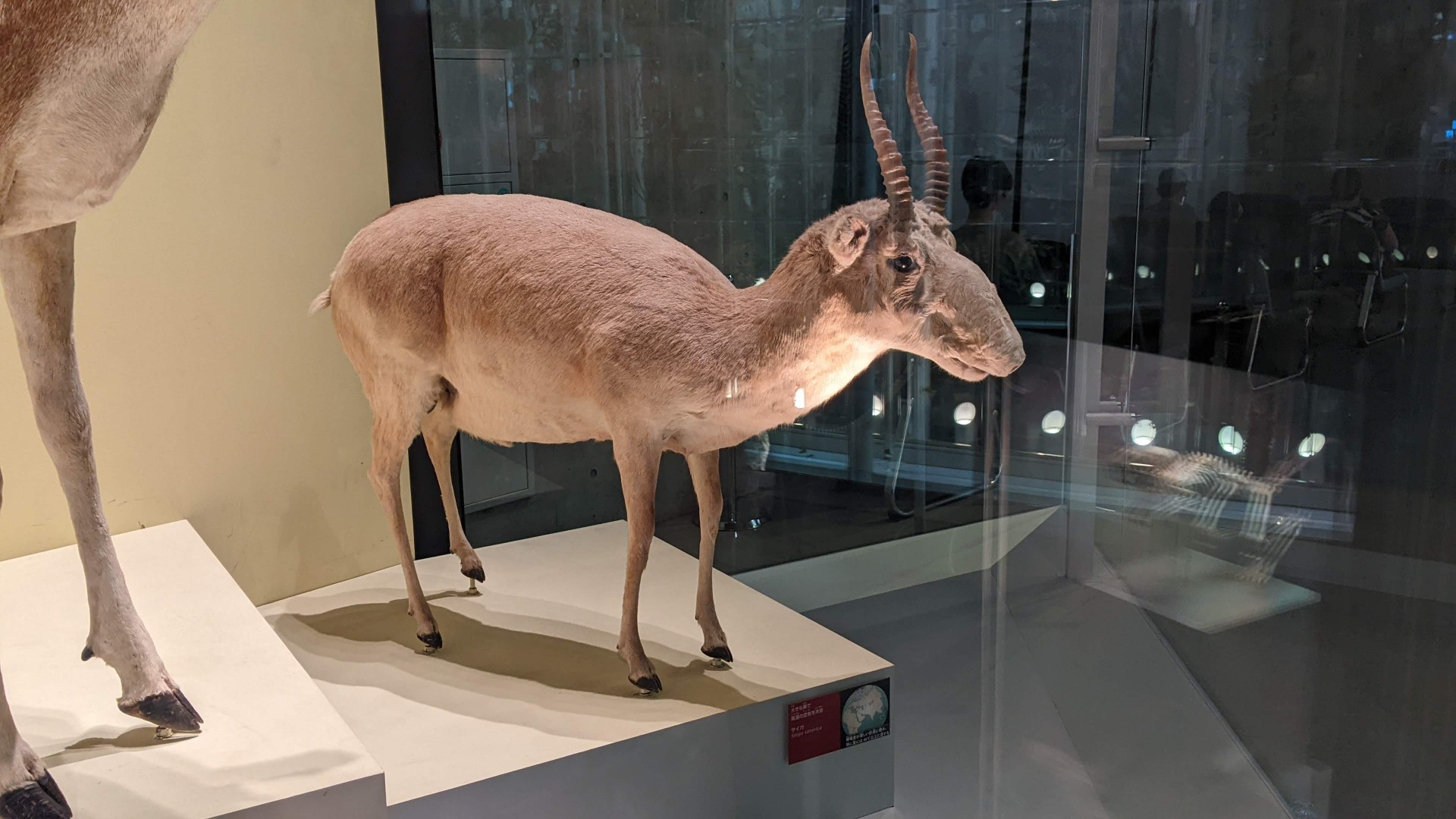 サイガ / 撮影地: 国立科学博物館の写真