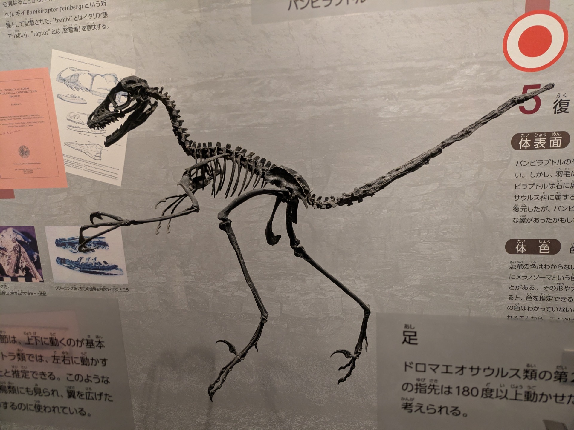 バンビラプトル / 撮影地: 国立科学博物館の写真