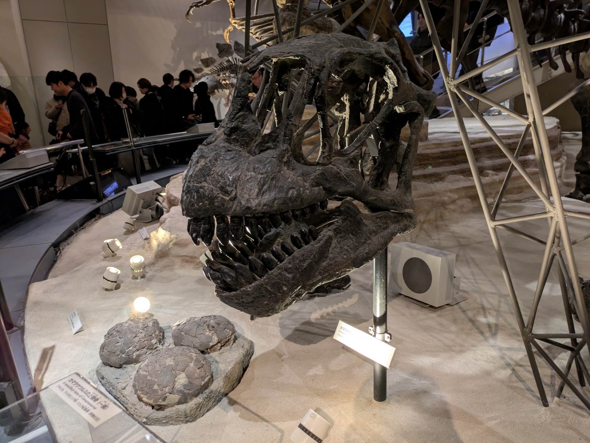 カマラサウルス / 撮影地: 国立科学博物館の写真