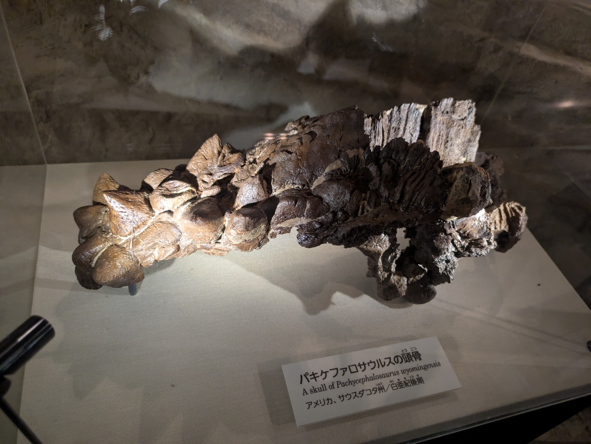 パキケファロサウルス / 撮影地: 国立科学博物館の写真