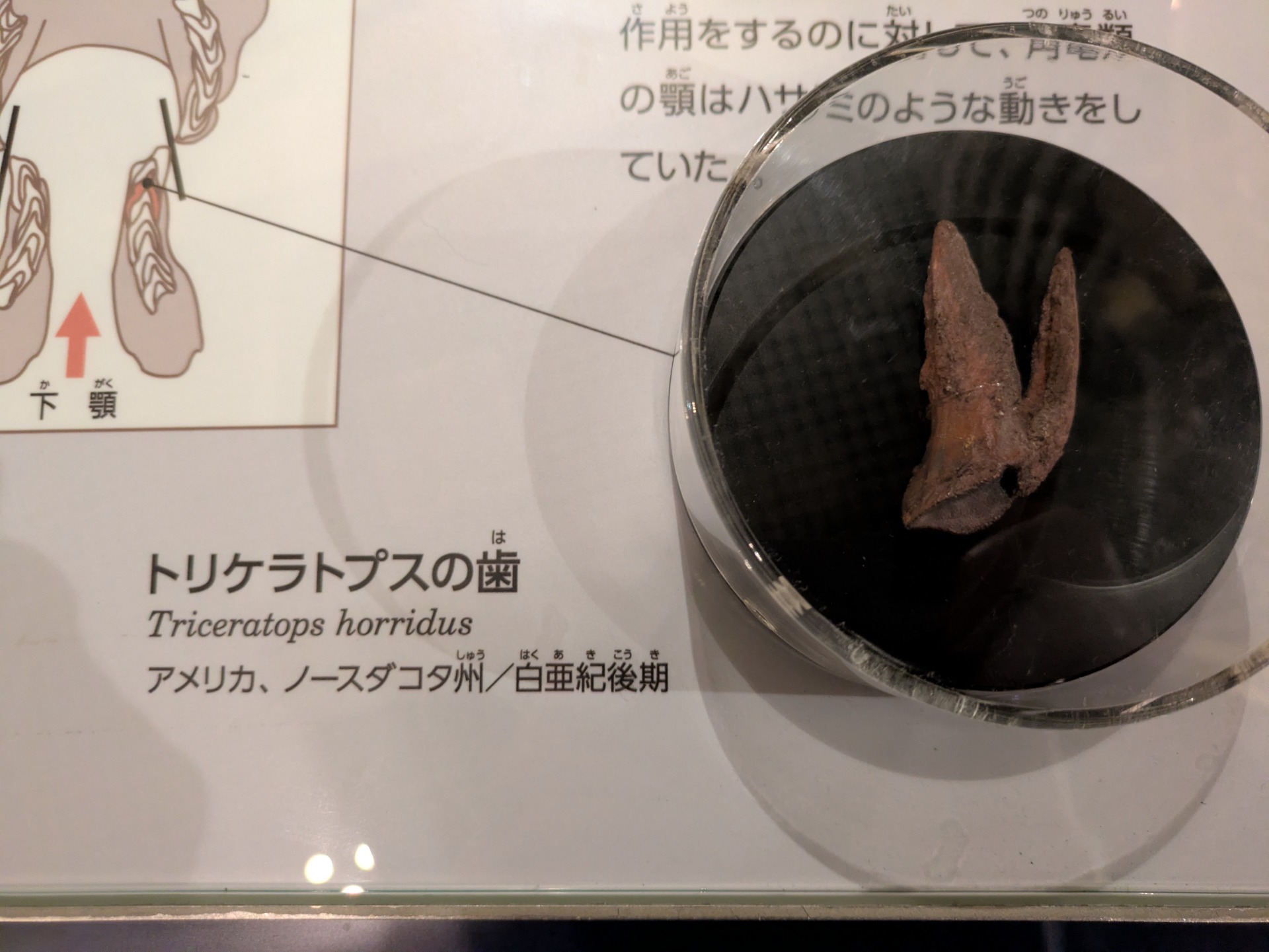 トリケラトプス / 撮影地: 国立科学博物館の写真