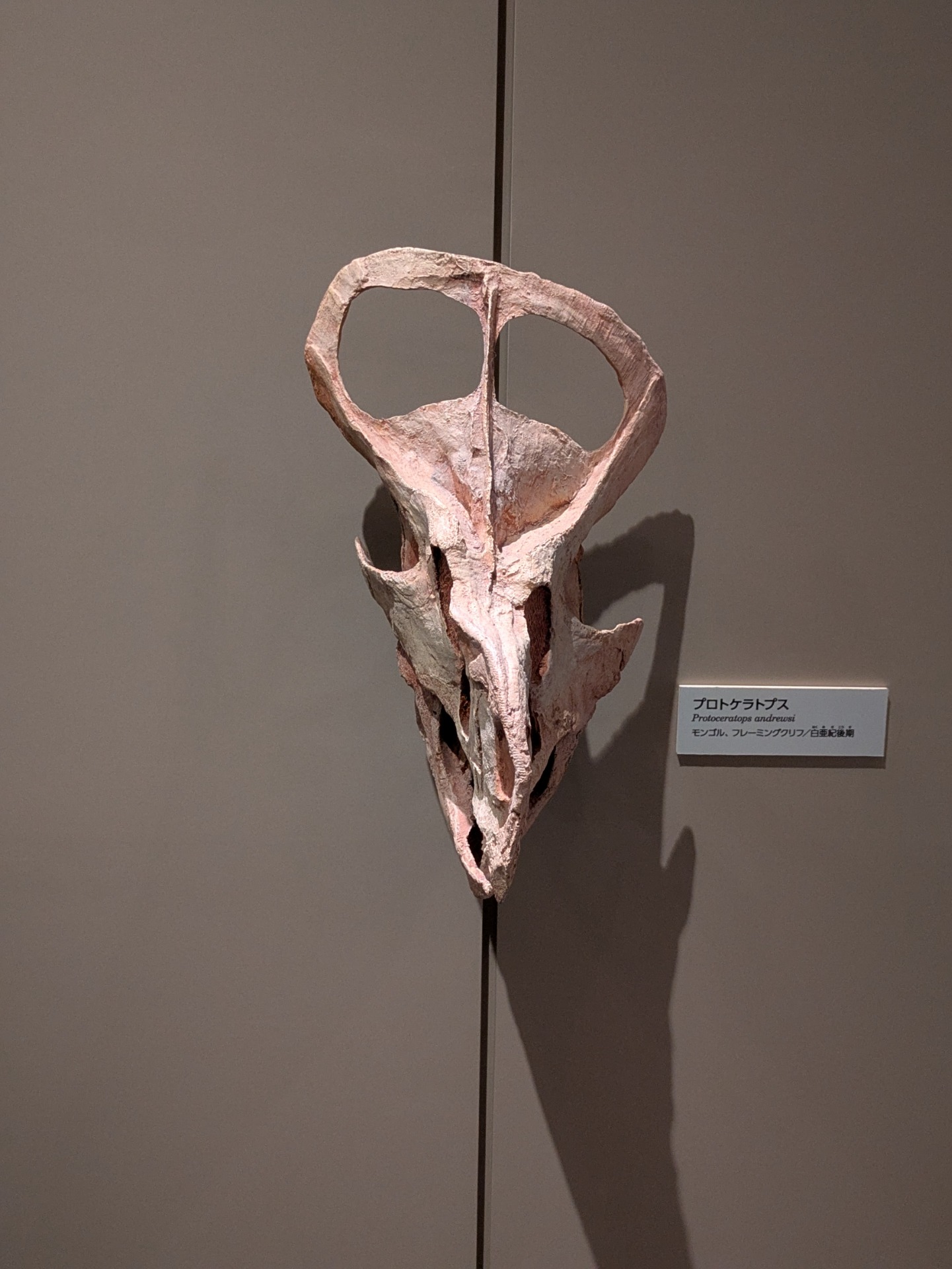 プロトケラトプス / 撮影地: 国立科学博物館の写真