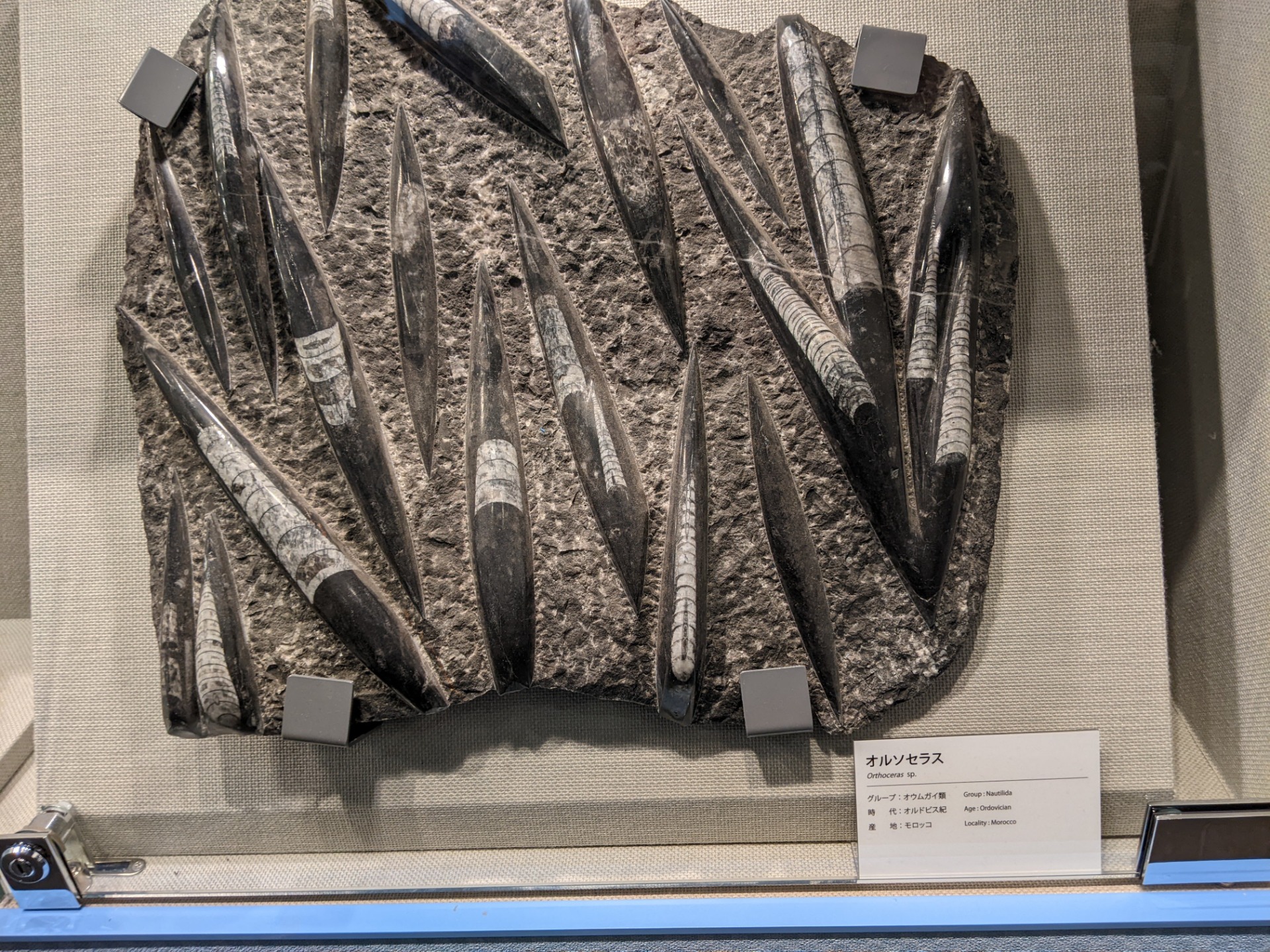 オルソセラス / 撮影地: ベネックス恐竜博物館(長崎市恐竜博物館)の写真