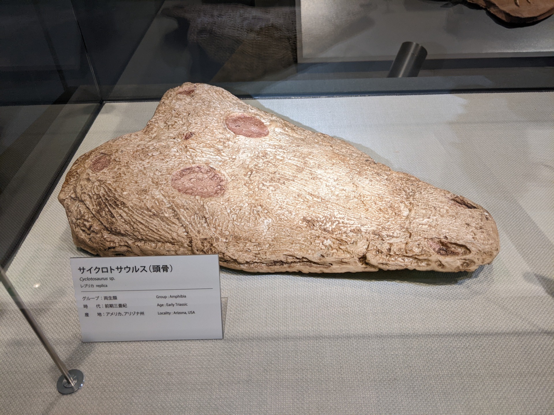 キクロトサウルス / 撮影地: ベネックス恐竜博物館(長崎市恐竜博物館)の写真