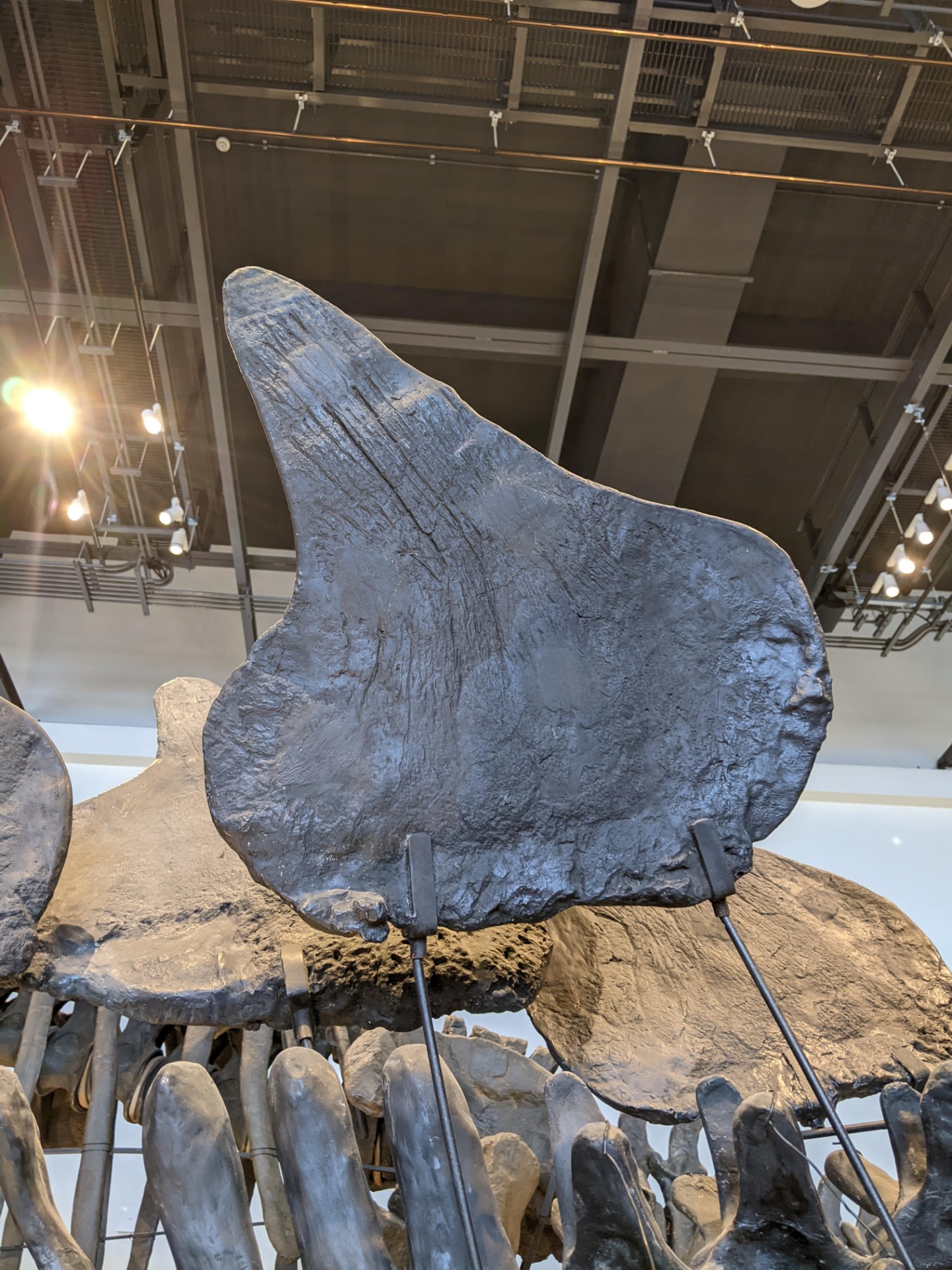 ステゴサウルス / 撮影地: ベネックス恐竜博物館(長崎市恐竜博物館)の写真