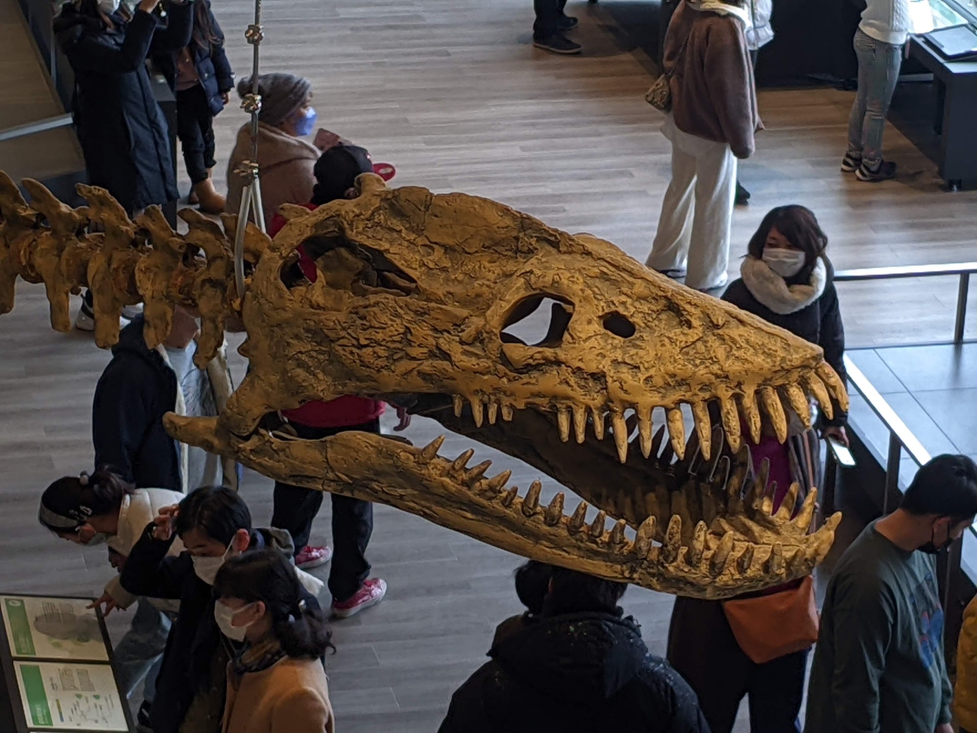 タラッソメドン / 撮影地: ベネックス恐竜博物館(長崎市恐竜博物館)の写真