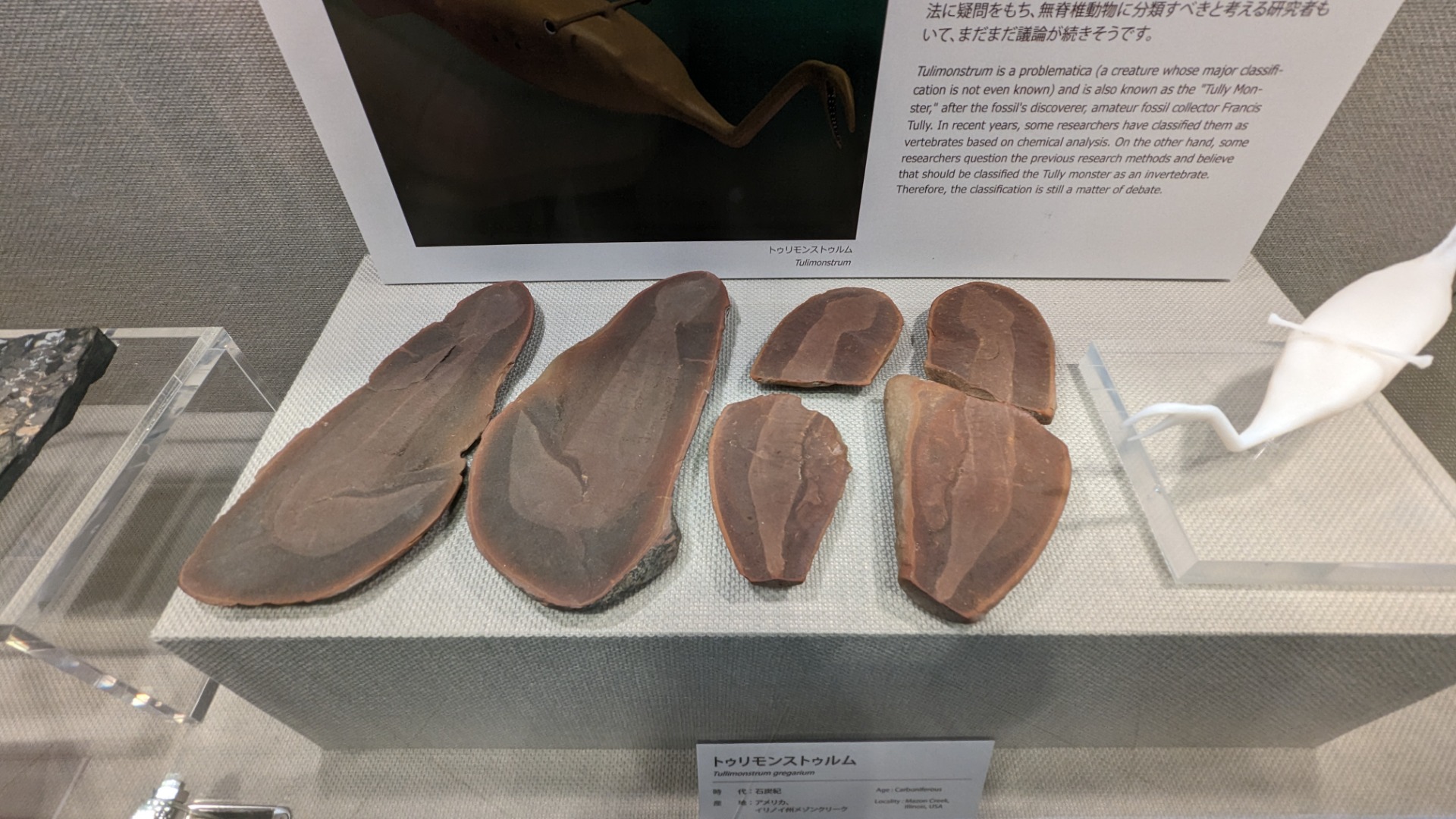トゥリモンストゥルム / 撮影地: ベネックス恐竜博物館(長崎市恐竜博物館)の写真