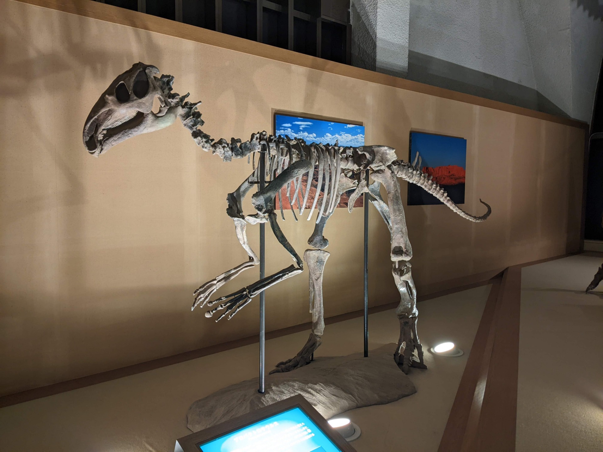 プロバクトロサウルス / 撮影地: 東海大学自然史博物館の写真