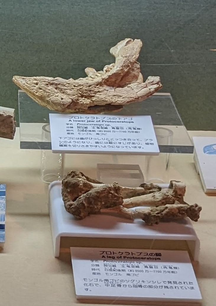 プロトケラトプス / 撮影地: 東海大学自然史博物館の写真