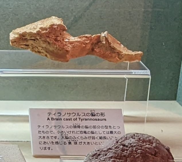 ティラノサウルス / 撮影地: 東海大学自然史博物館の写真