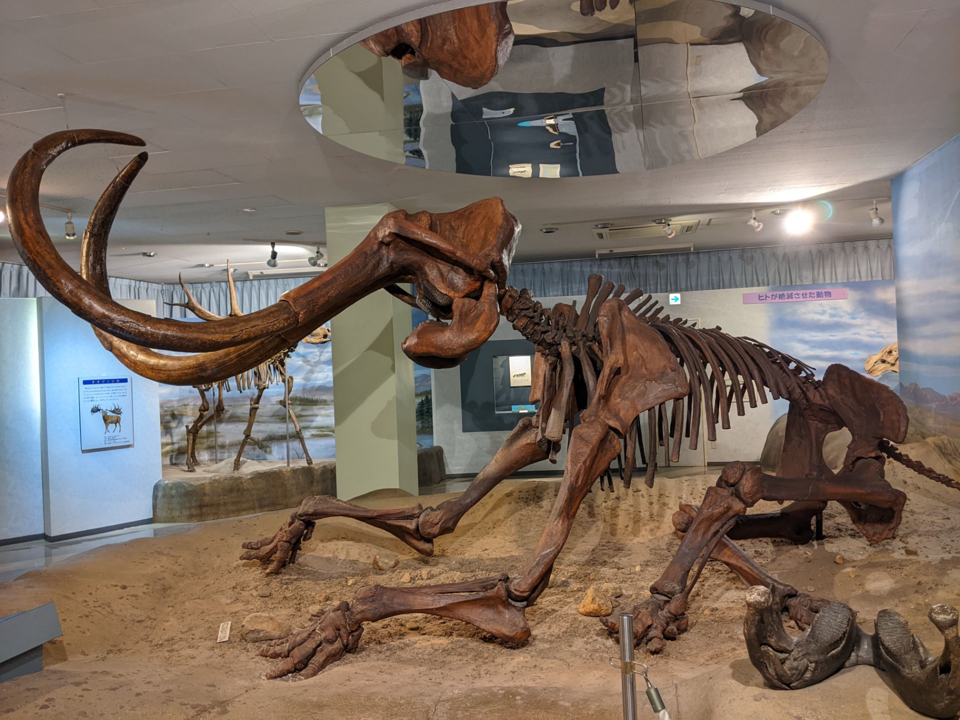 ケナガマンモス / 撮影地: 東海大学自然史博物館の写真
