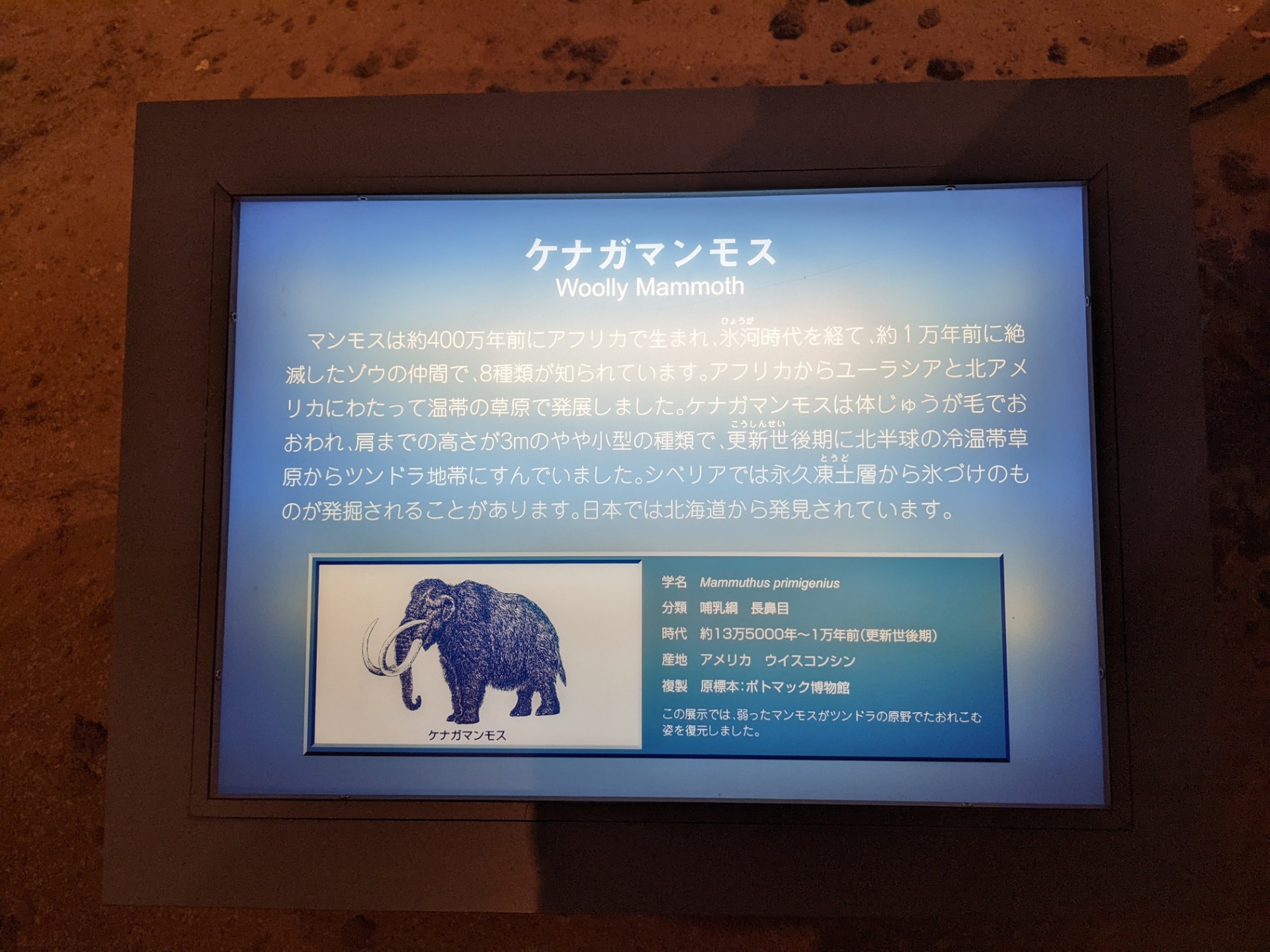ケナガマンモス / 撮影地: 東海大学自然史博物館の写真