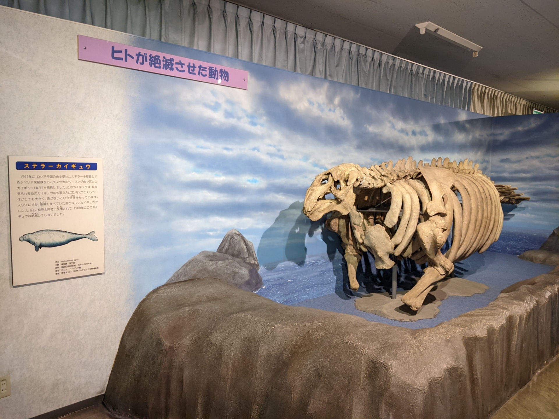ステラーカイギュウ / 撮影地: 東海大学自然史博物館の写真