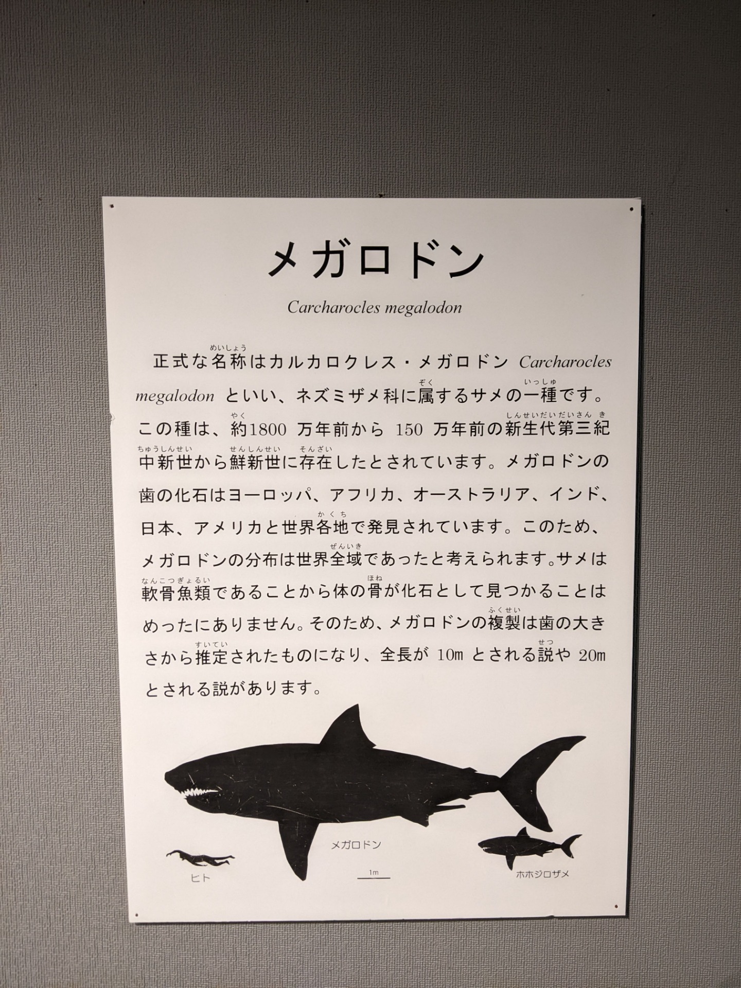 メガロドン / 撮影地: 東海大学自然史博物館の写真