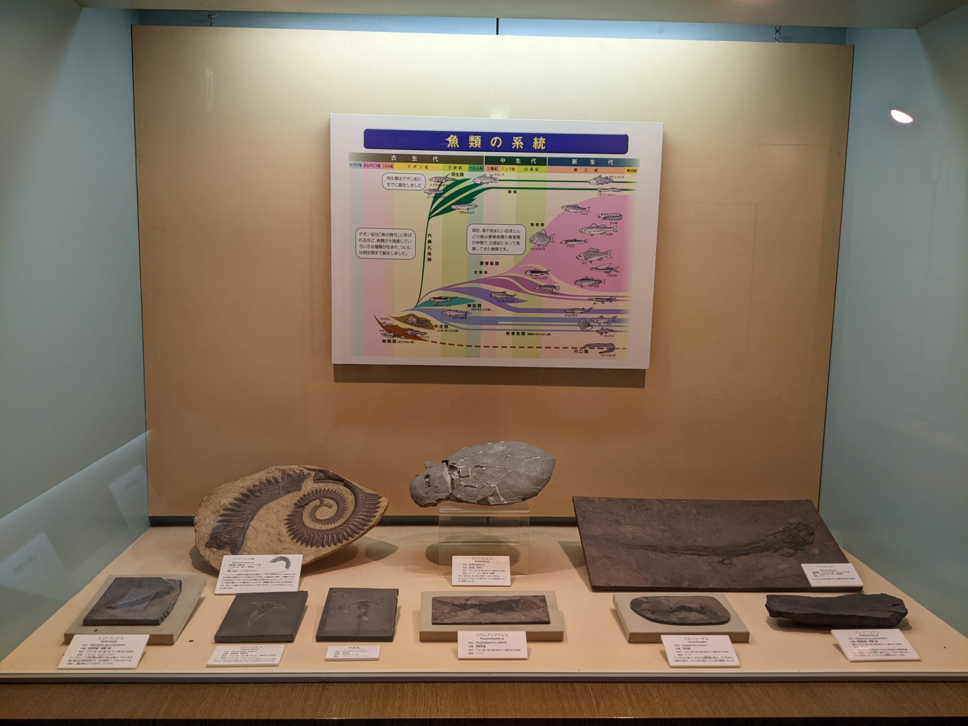 撮影地: 東海大学自然史博物館の写真