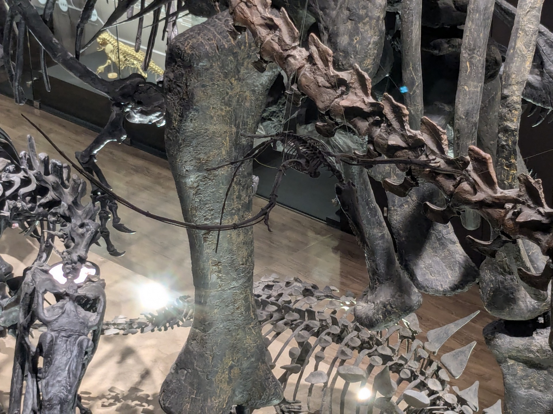 ランフォリンクス / 撮影地: 御船町恐竜博物館の写真