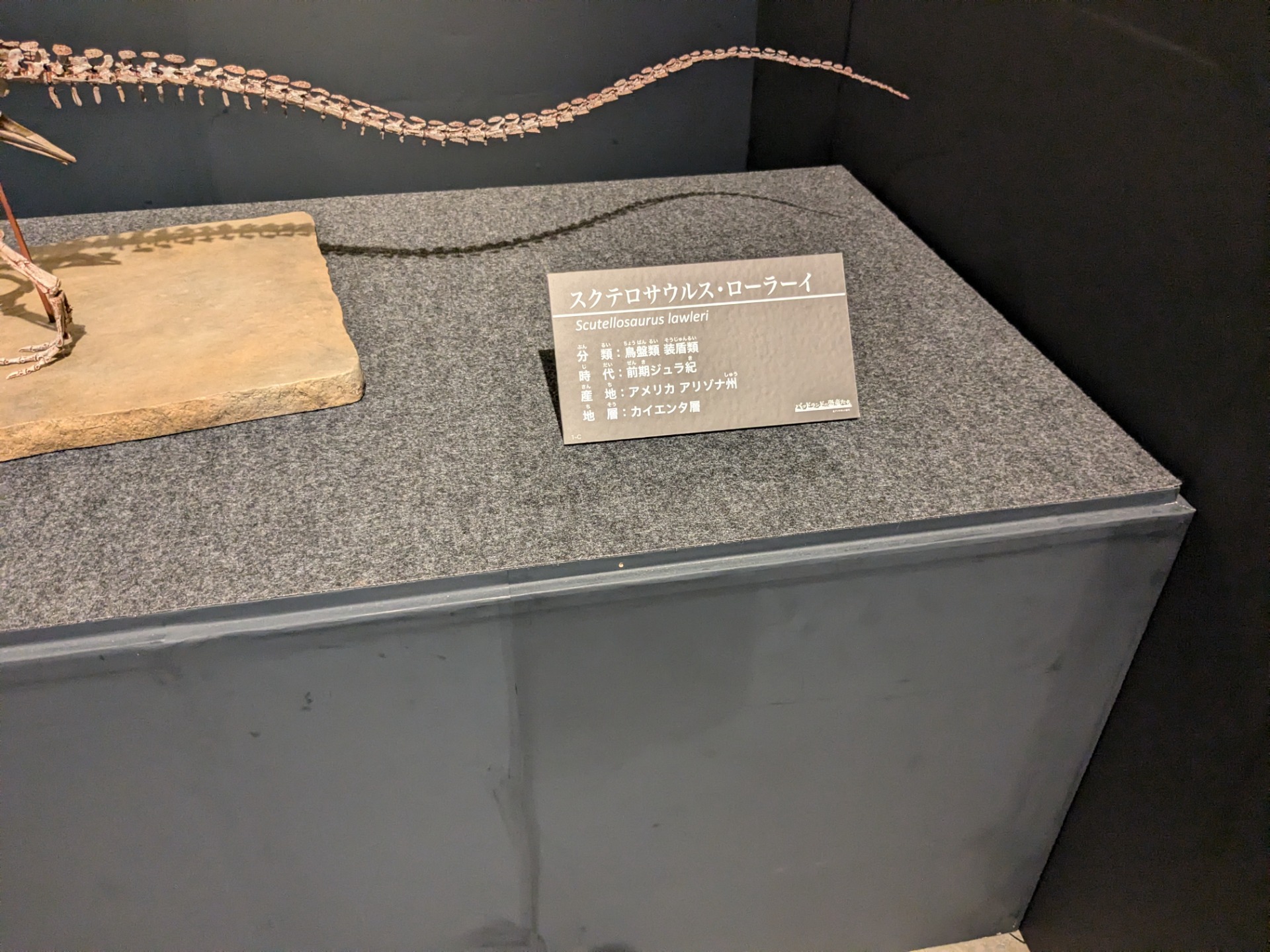 スクテロサウルス / 撮影地: 福井県立恐竜博物館 / イベント: バッドランドの恐竜たち 〜北アメリカの1億年〜の写真