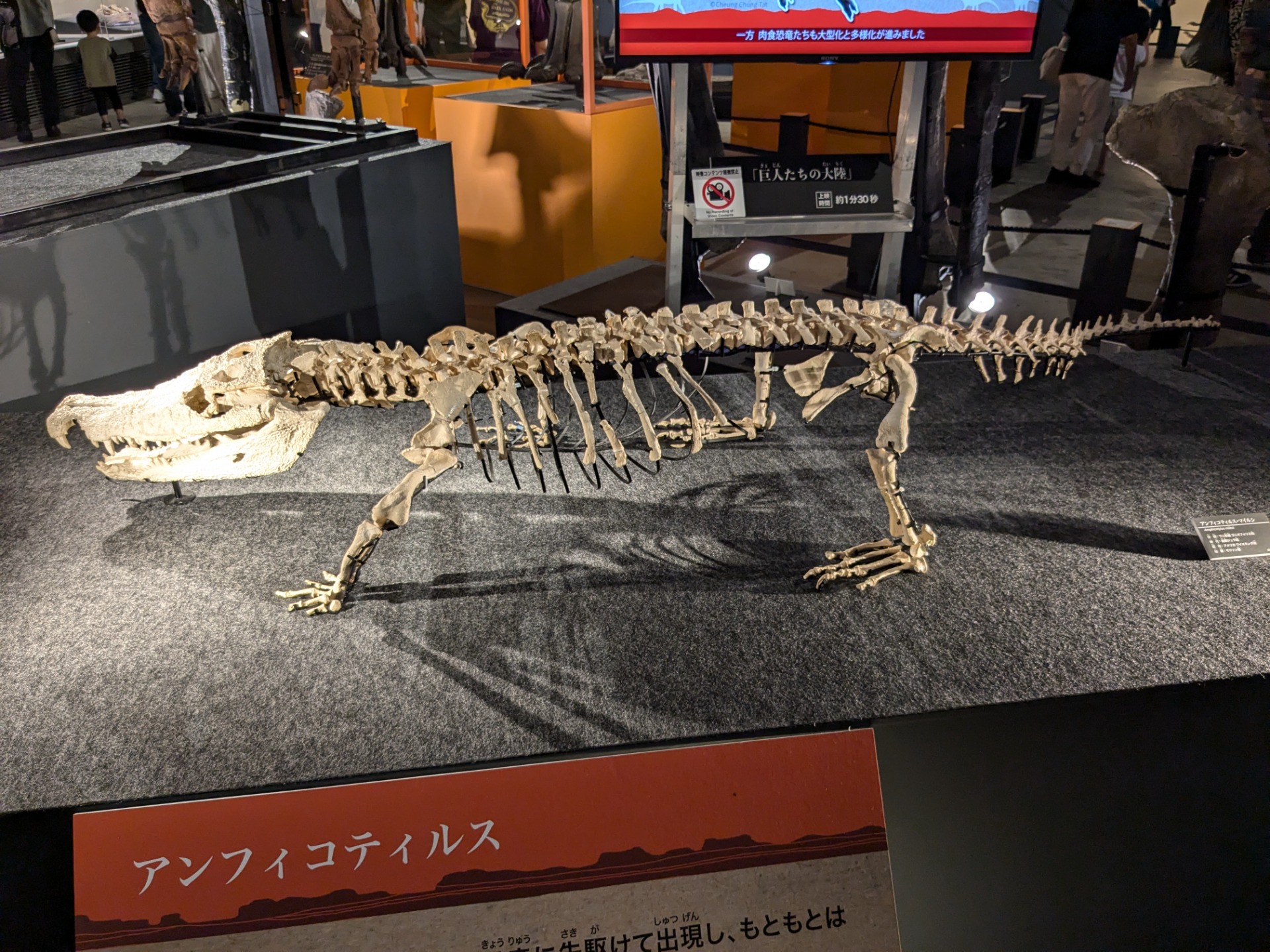アンフィコティルス / 撮影地: 福井県立恐竜博物館の写真