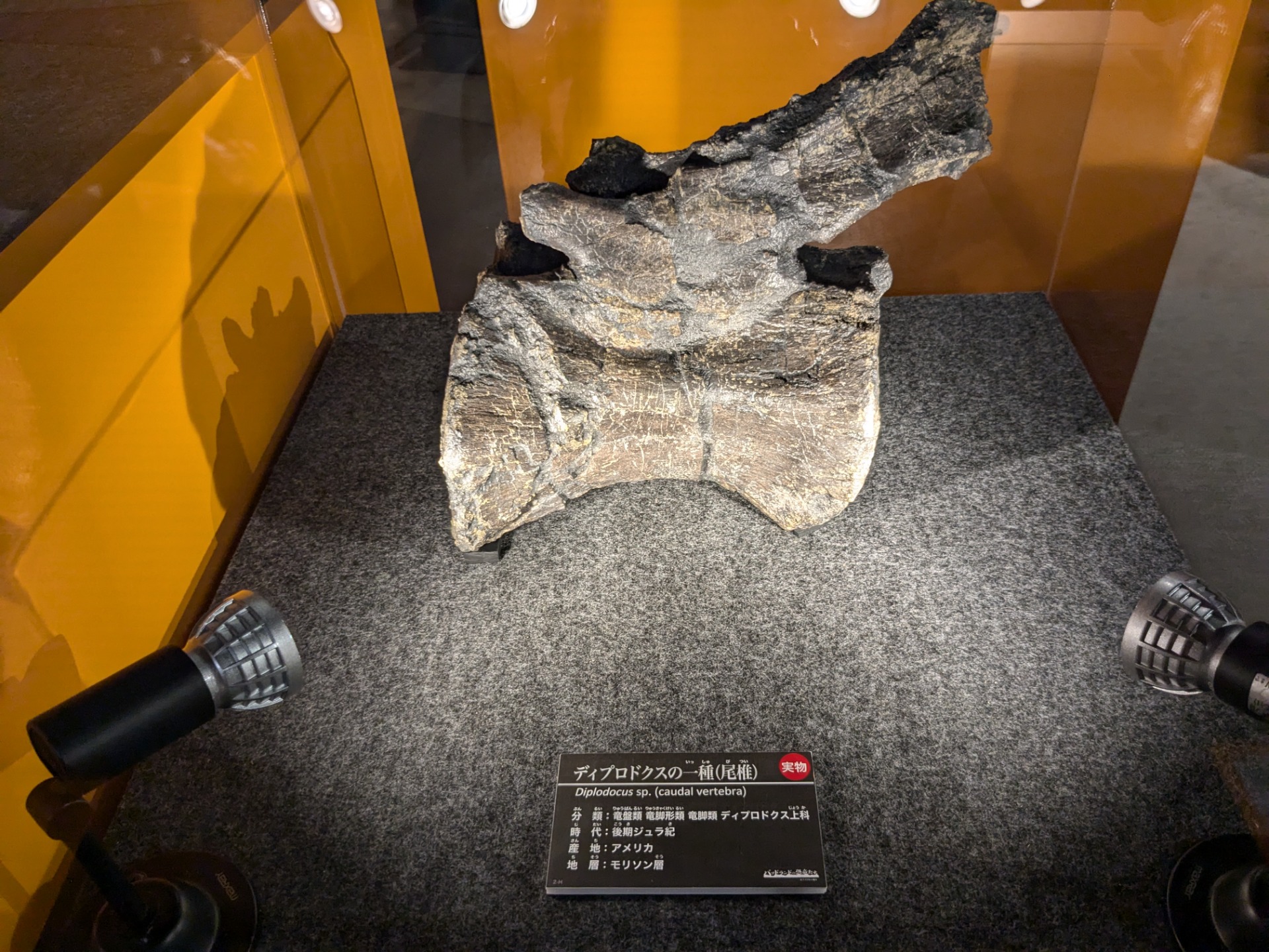 ディプロドクス / 撮影地: 福井県立恐竜博物館 / イベント: バッドランドの恐竜たち 〜北アメリカの1億年〜の写真