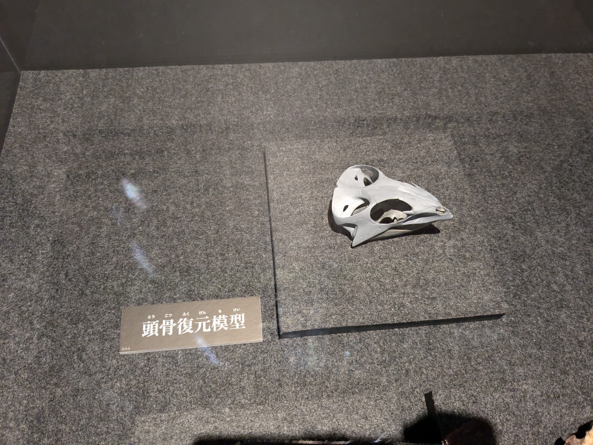 アクイロプス / 撮影地: 福井県立恐竜博物館 / イベント: バッドランドの恐竜たち 〜北アメリカの1億年〜の写真