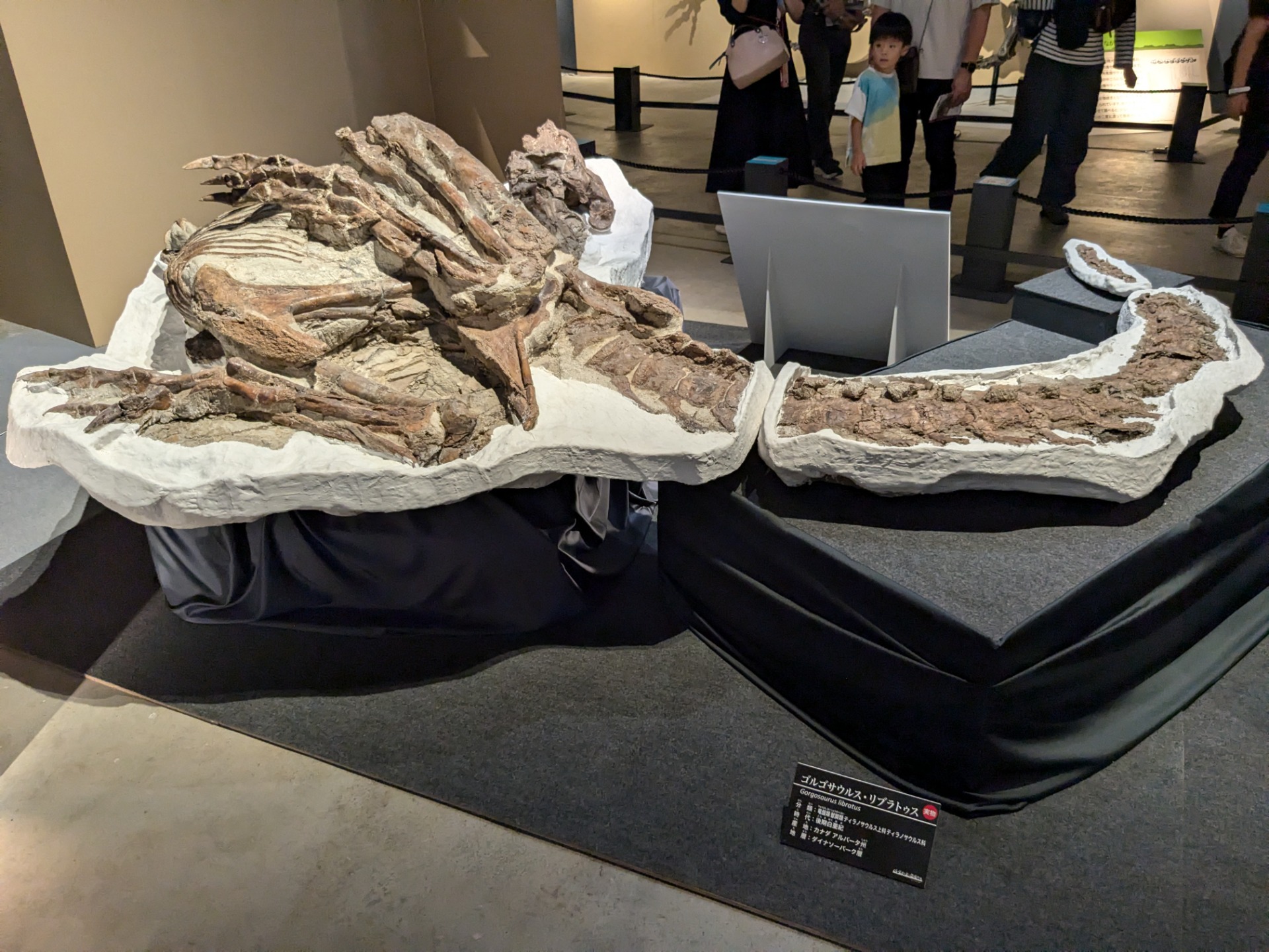 ゴルゴサウルス / 撮影地: 福井県立恐竜博物館 / イベント: バッドランドの恐竜たち 〜北アメリカの1億年〜の写真