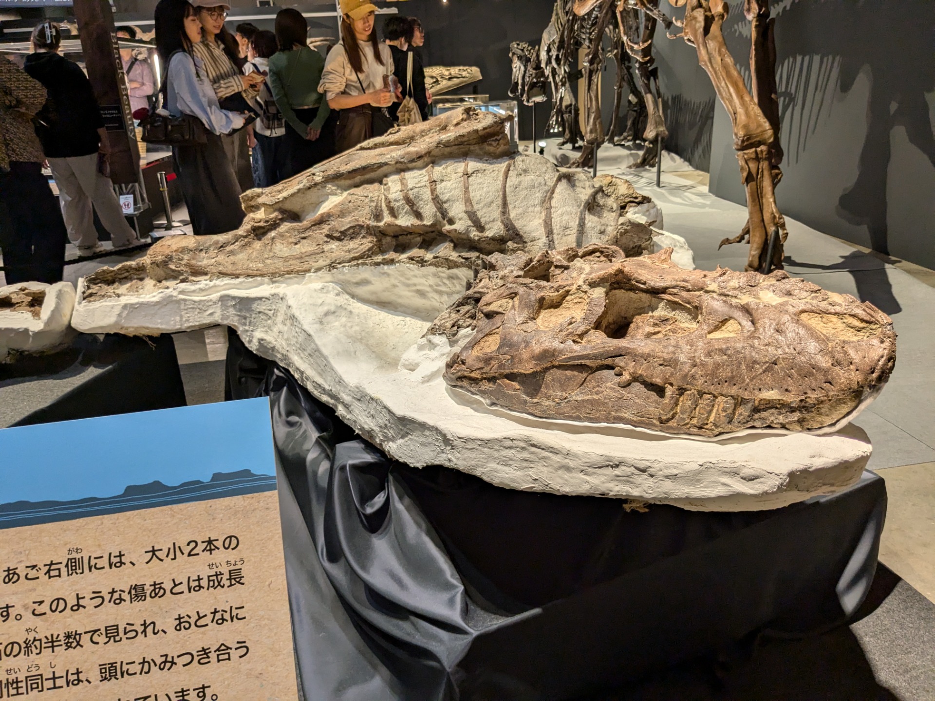 ゴルゴサウルス / 撮影地: 福井県立恐竜博物館 / イベント: バッドランドの恐竜たち 〜北アメリカの1億年〜の写真