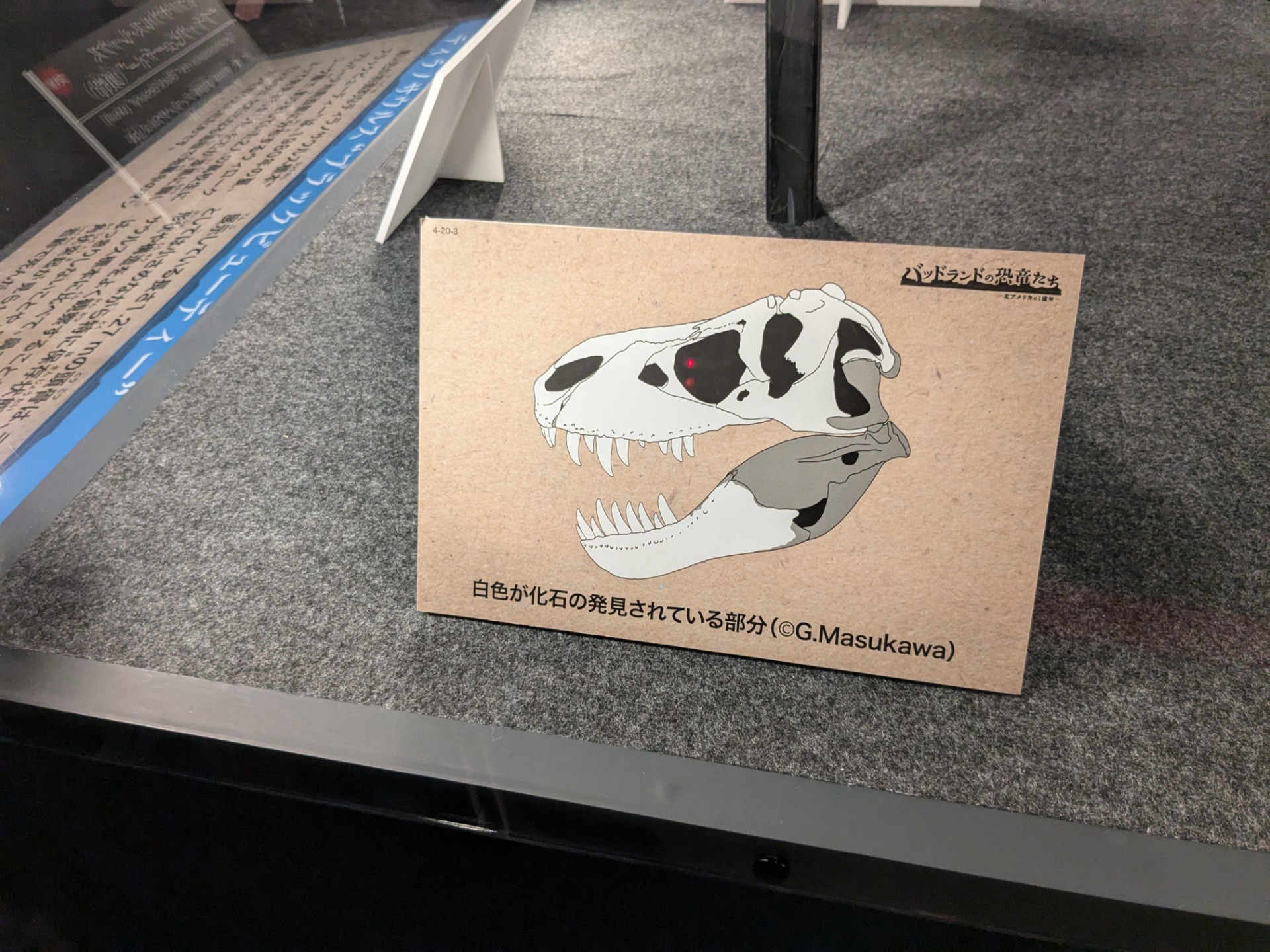 ティラノサウルス・レックス / 撮影地: 福井県立恐竜博物館 / イベント: バッドランドの恐竜たち 〜北アメリカの1億年〜の写真