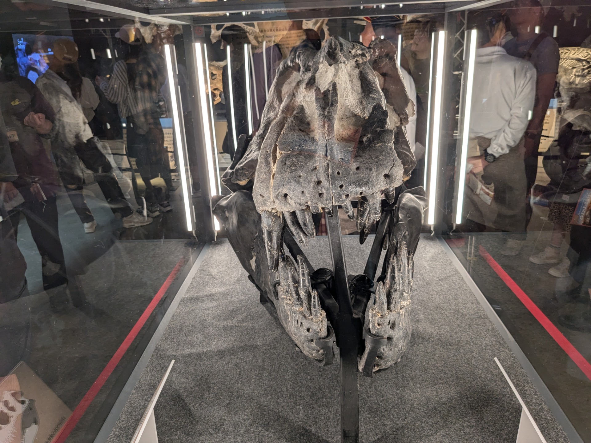 ティラノサウルス・レックス / 撮影地: 福井県立恐竜博物館 / イベント: バッドランドの恐竜たち 〜北アメリカの1億年〜の写真