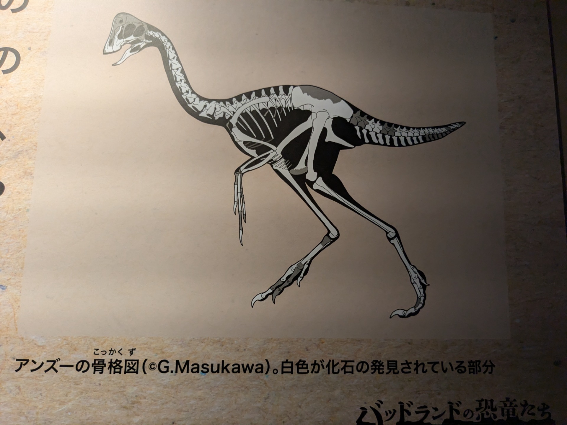 アンズー / 撮影地: 福井県立恐竜博物館 / イベント: バッドランドの恐竜たち 〜北アメリカの1億年〜の写真