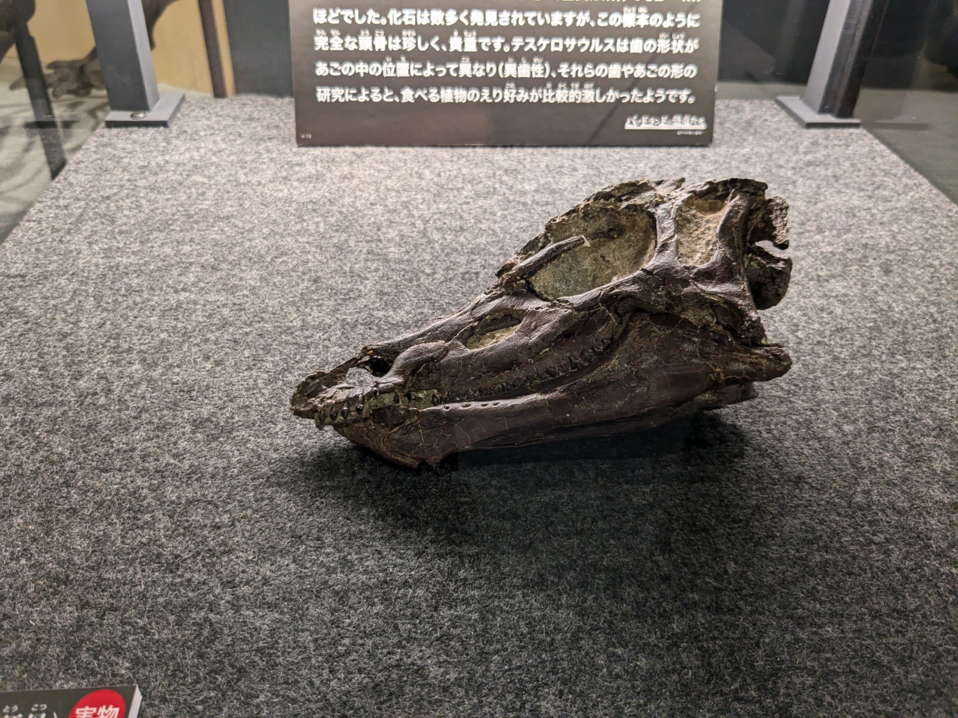 テスケロサウルス / 撮影地: 福井県立恐竜博物館 / イベント: バッドランドの恐竜たち 〜北アメリカの1億年〜の写真