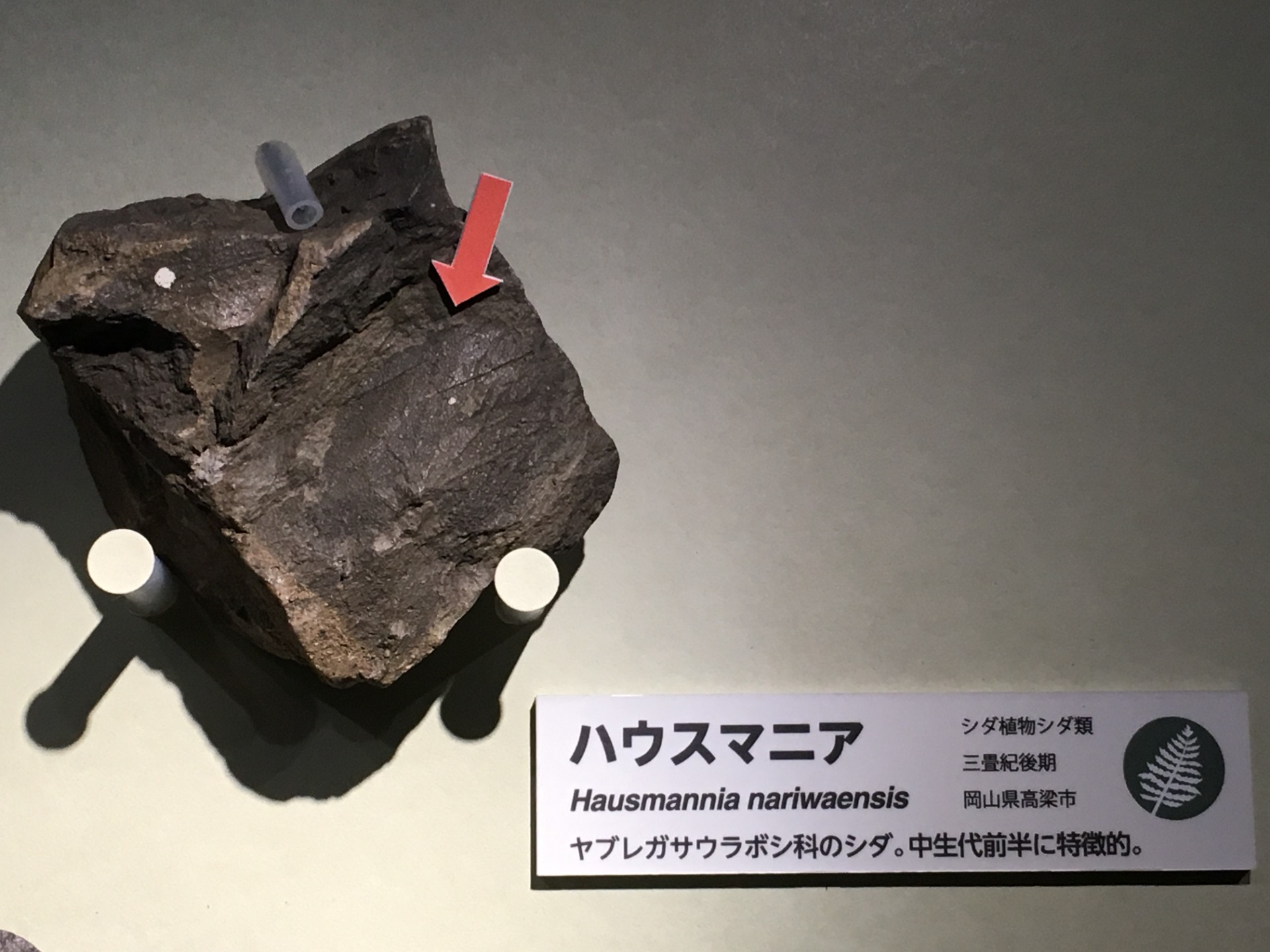 分類のヘッダー画像