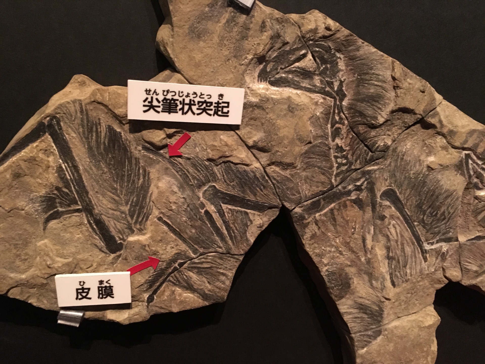 イー / イベント: 恐竜博2016の写真