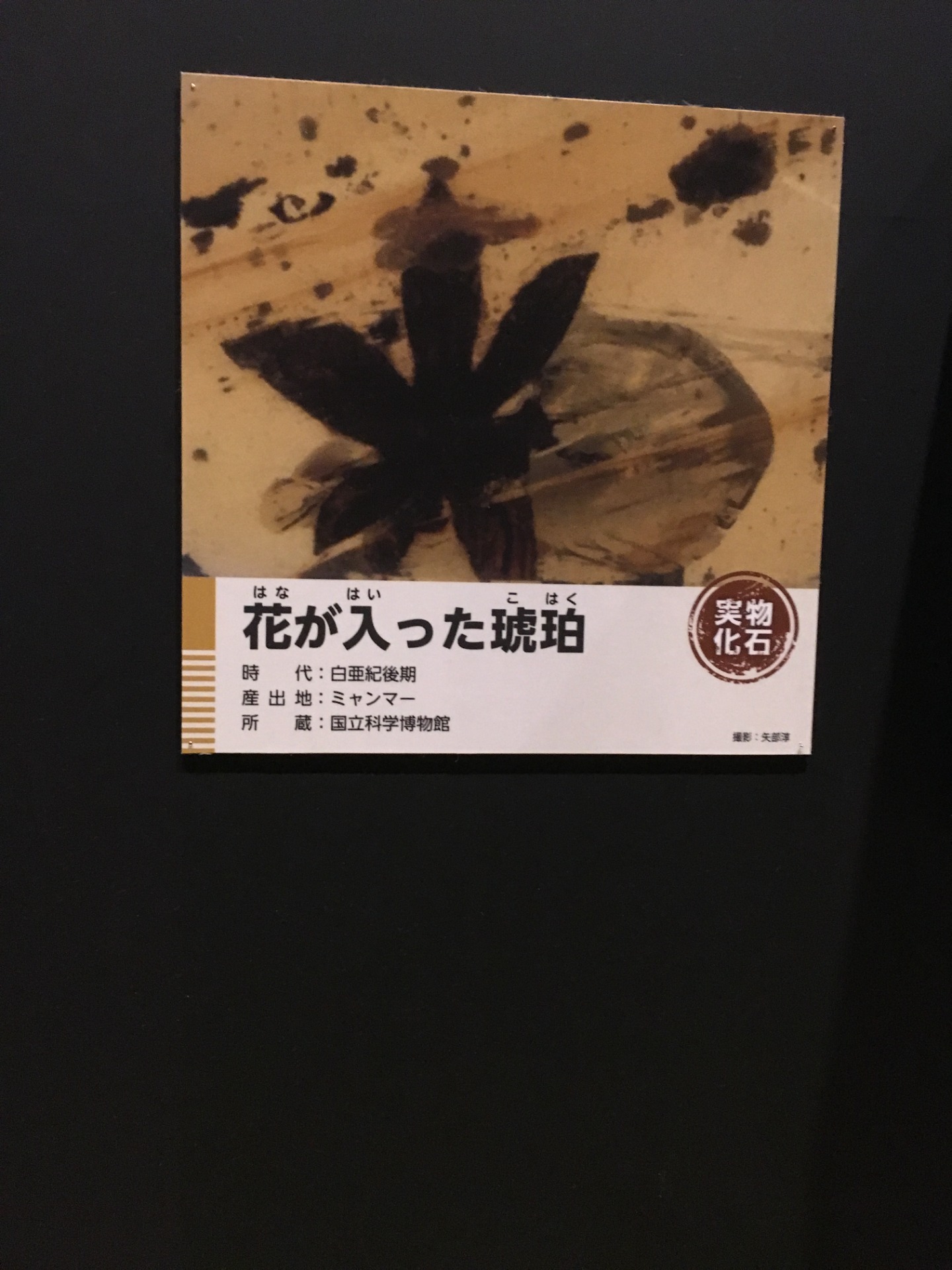 イベント: 恐竜博2016の写真