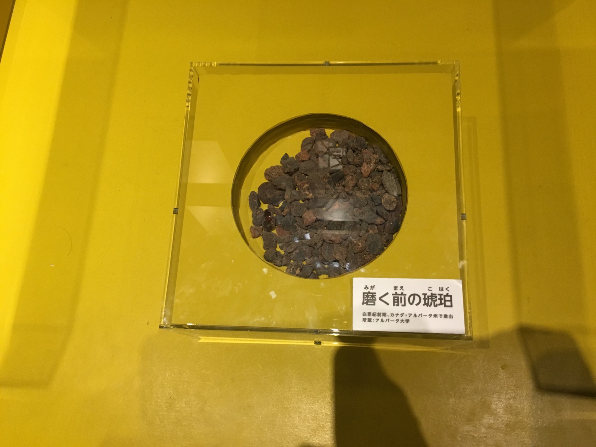 イベント: 恐竜博2016の写真