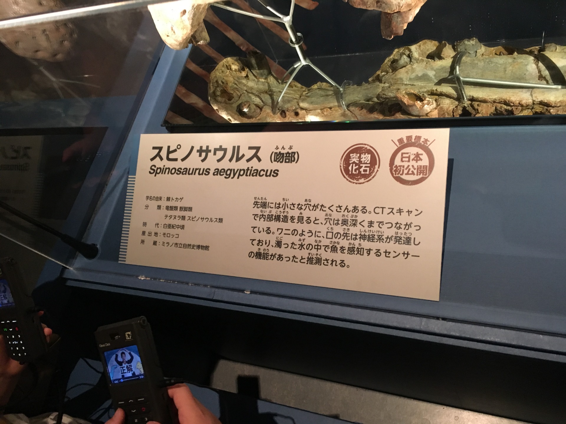 スピノサウルス / イベント: 恐竜博2016の写真