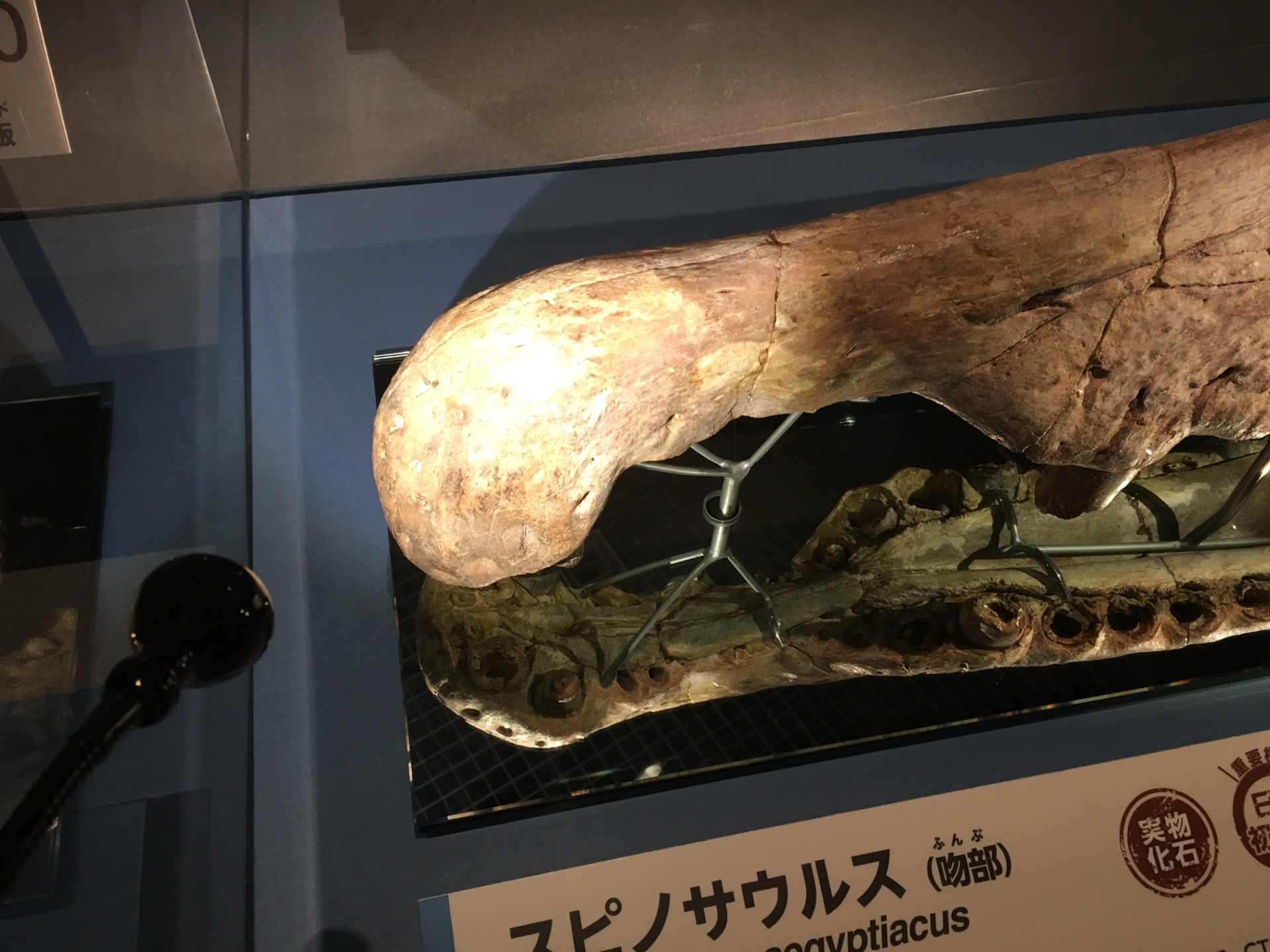 スピノサウルス / イベント: 恐竜博2016の写真