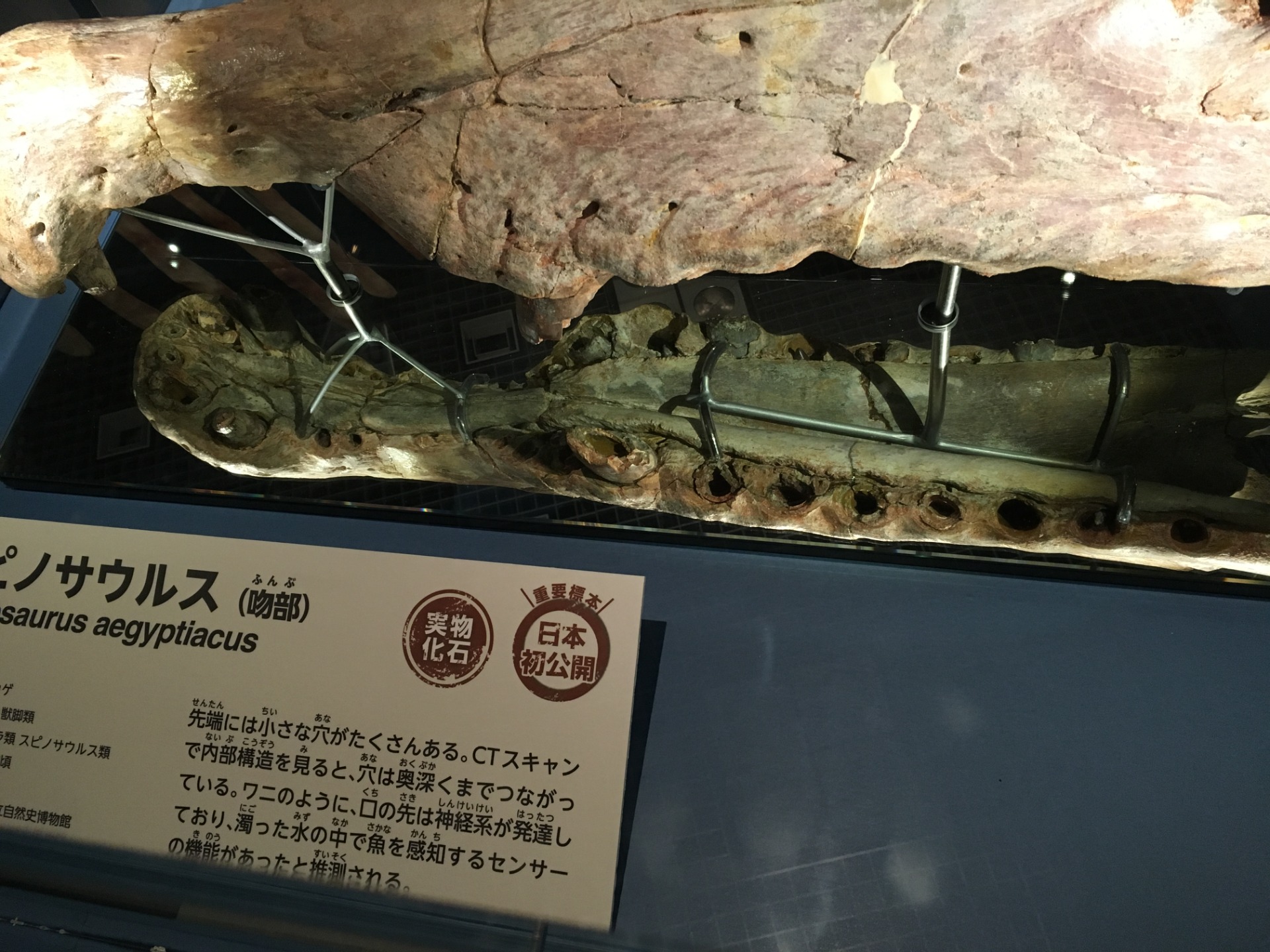 スピノサウルス / イベント: 恐竜博2016の写真