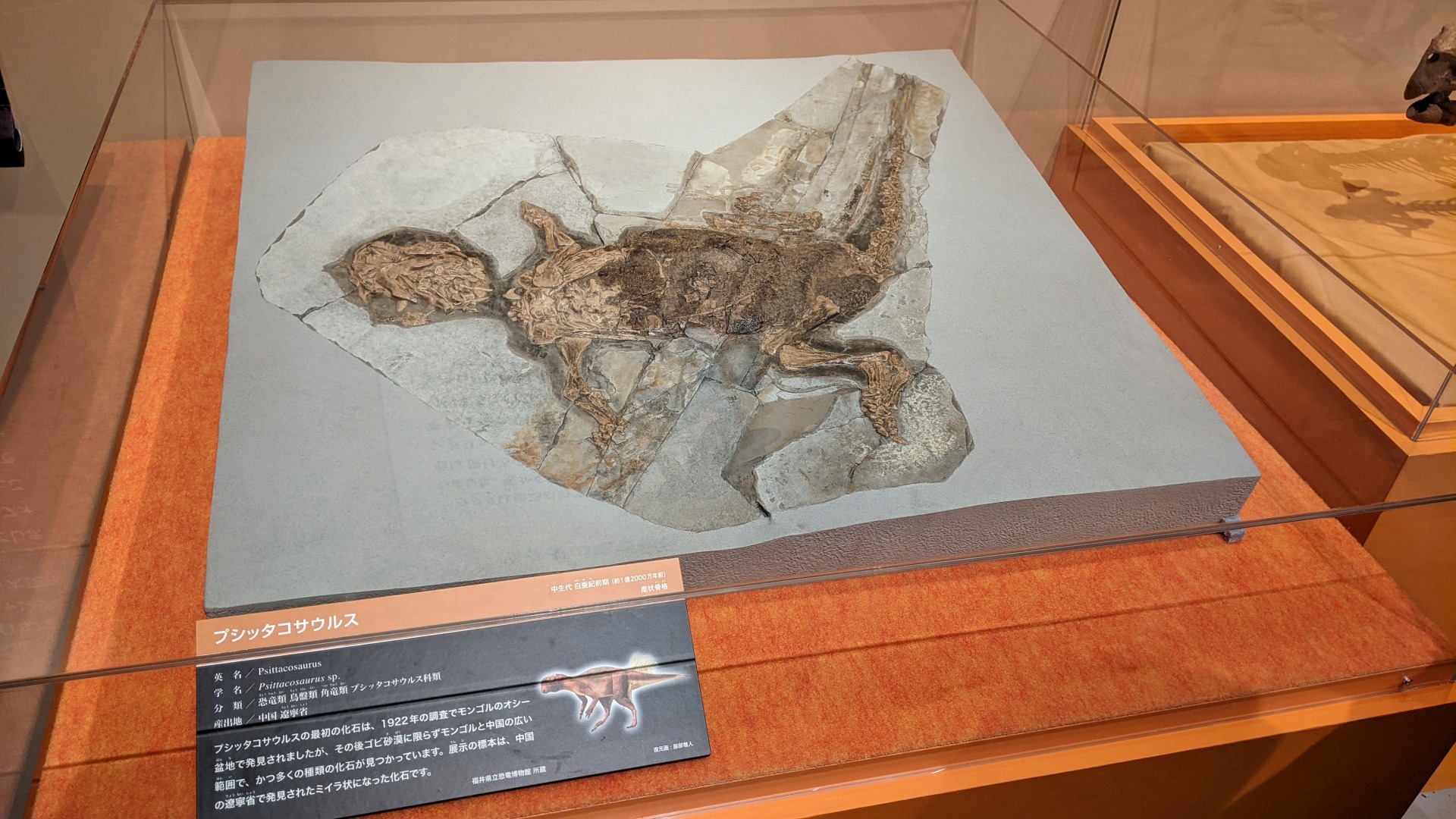 プシッタコサウルス / イベント: 化石ハンター展 ～ゴビ砂漠の恐竜とヒマラヤの超大型獣～の写真