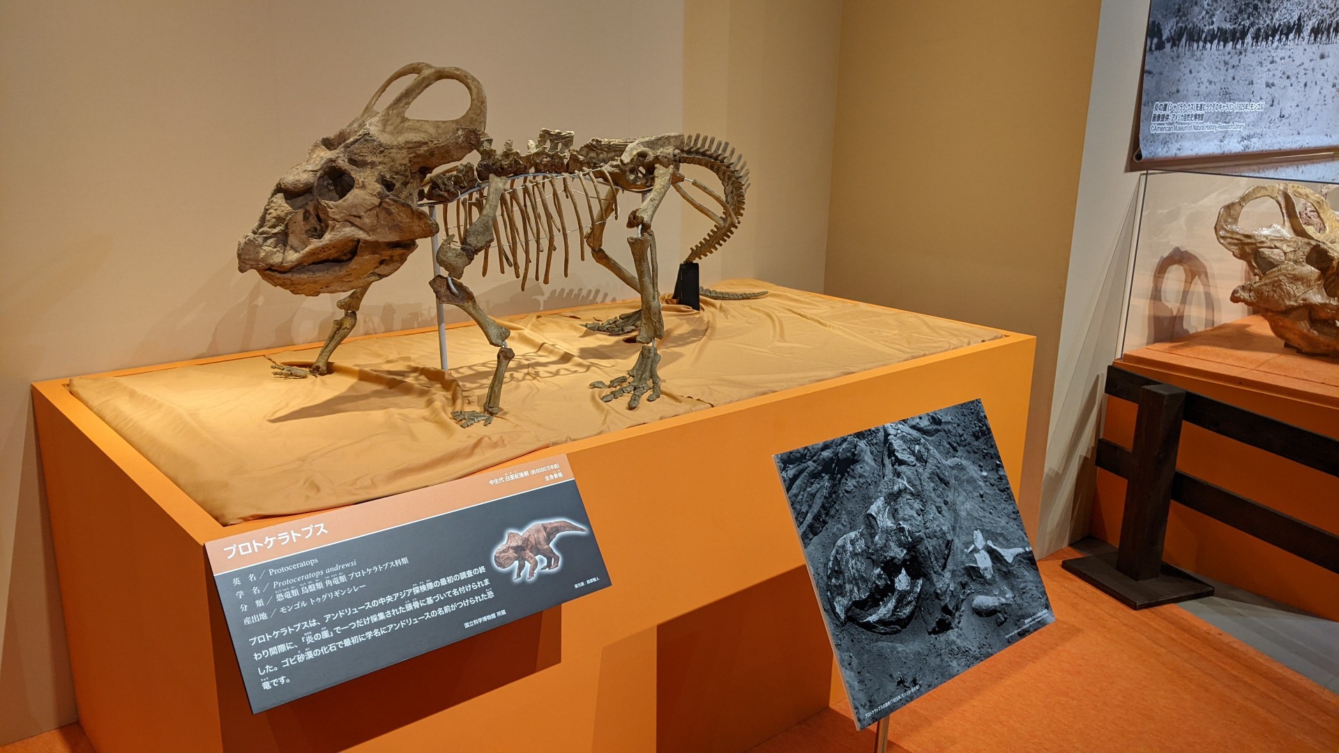 プロトケラトプス / イベント: 化石ハンター展 ～ゴビ砂漠の恐竜とヒマラヤの超大型獣～の写真