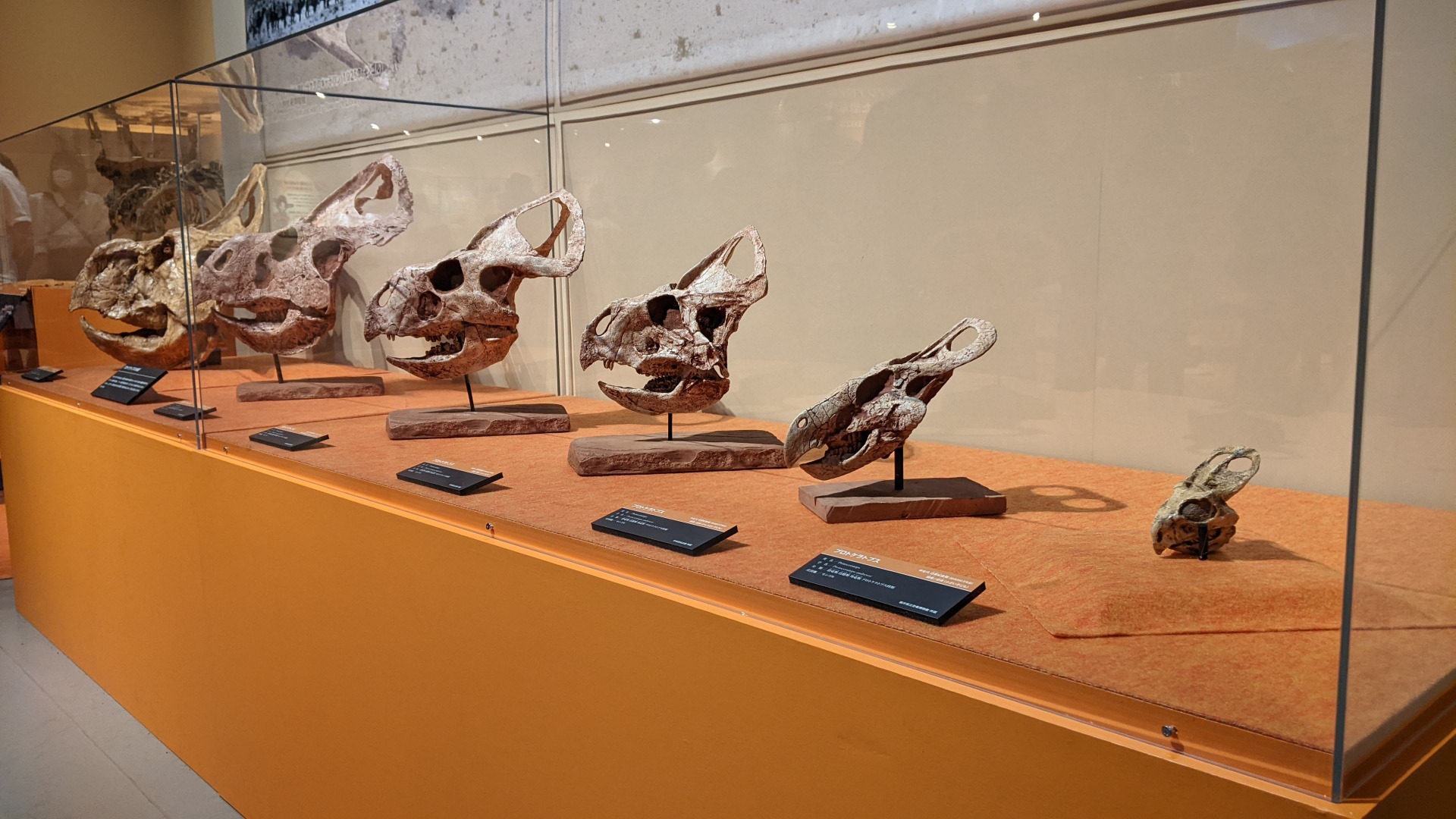 プロトケラトプス / イベント: 化石ハンター展 ～ゴビ砂漠の恐竜とヒマラヤの超大型獣～の写真