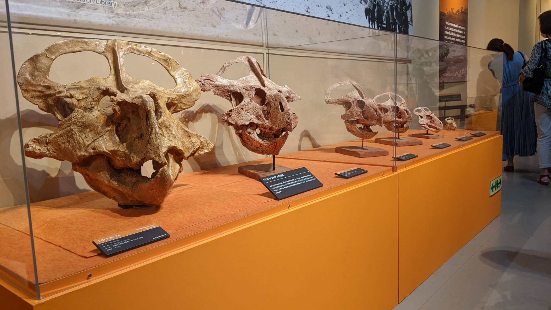 プロトケラトプス / イベント: 化石ハンター展 ～ゴビ砂漠の恐竜とヒマラヤの超大型獣～の写真