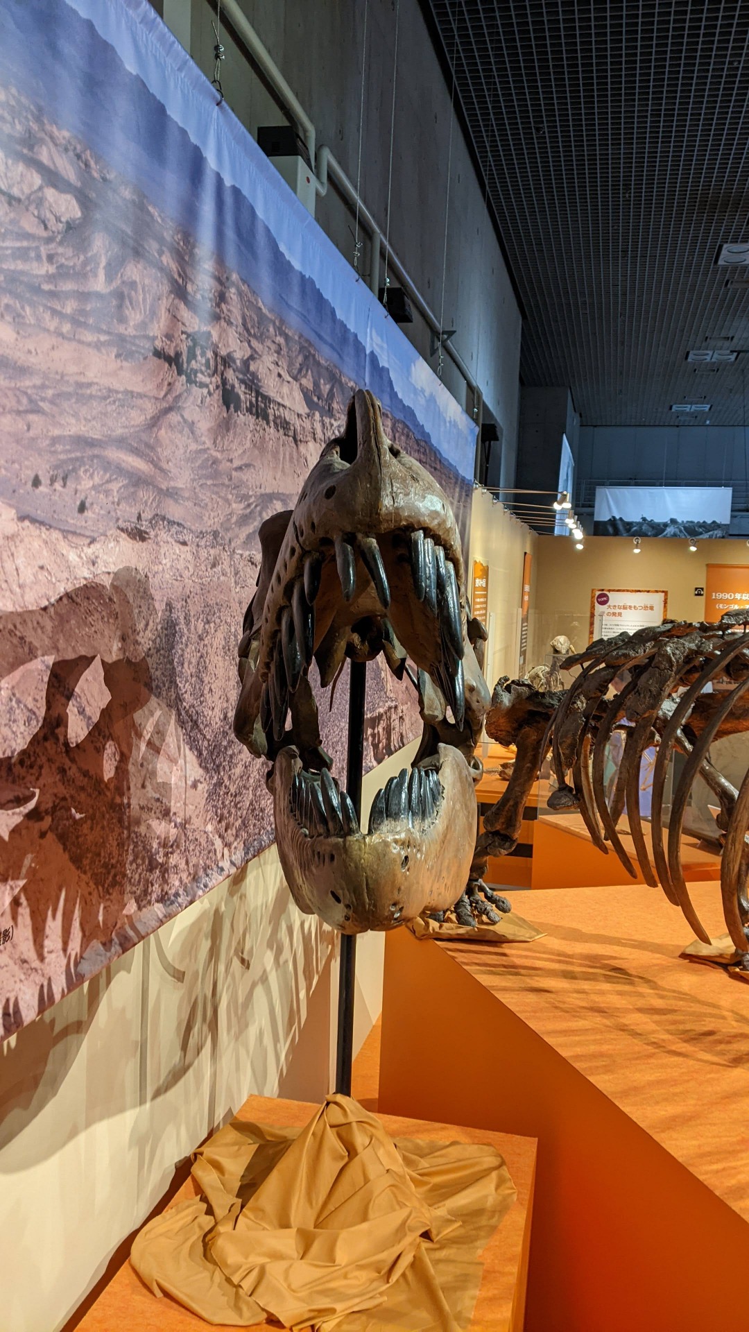 タルボサウルス / イベント: 化石ハンター展 ～ゴビ砂漠の恐竜とヒマラヤの超大型獣～の写真