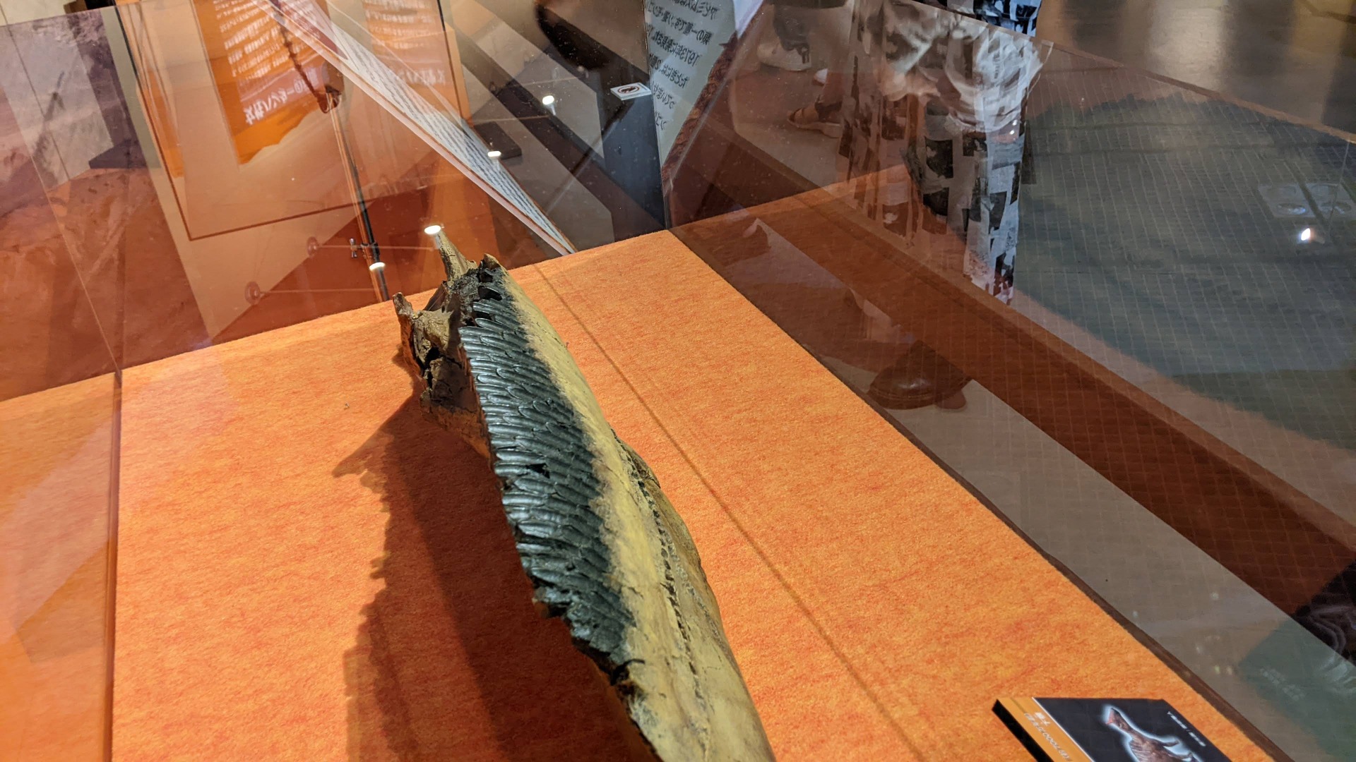 サウロロフス / イベント: 化石ハンター展 ～ゴビ砂漠の恐竜とヒマラヤの超大型獣～の写真