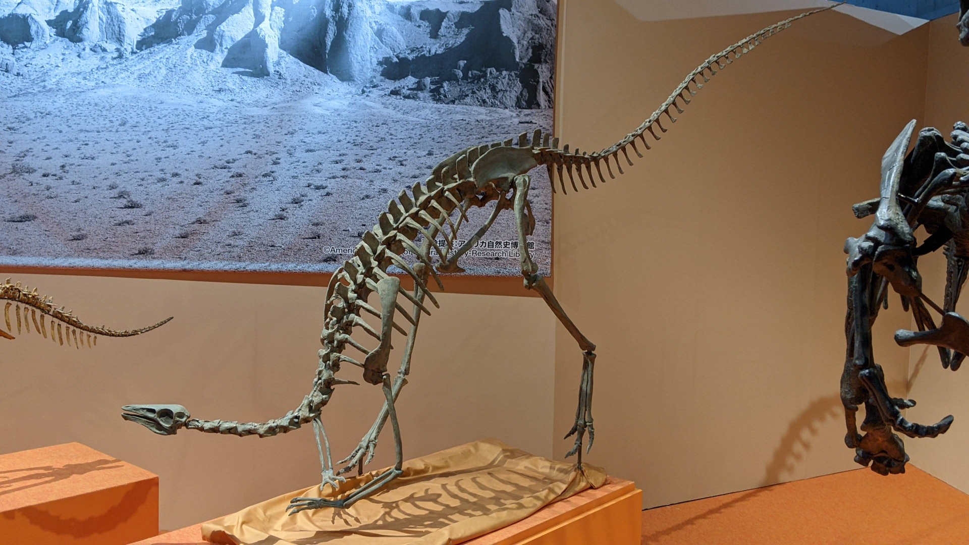 アーケオルニトミムス / イベント: 化石ハンター展 ～ゴビ砂漠の恐竜とヒマラヤの超大型獣～の写真